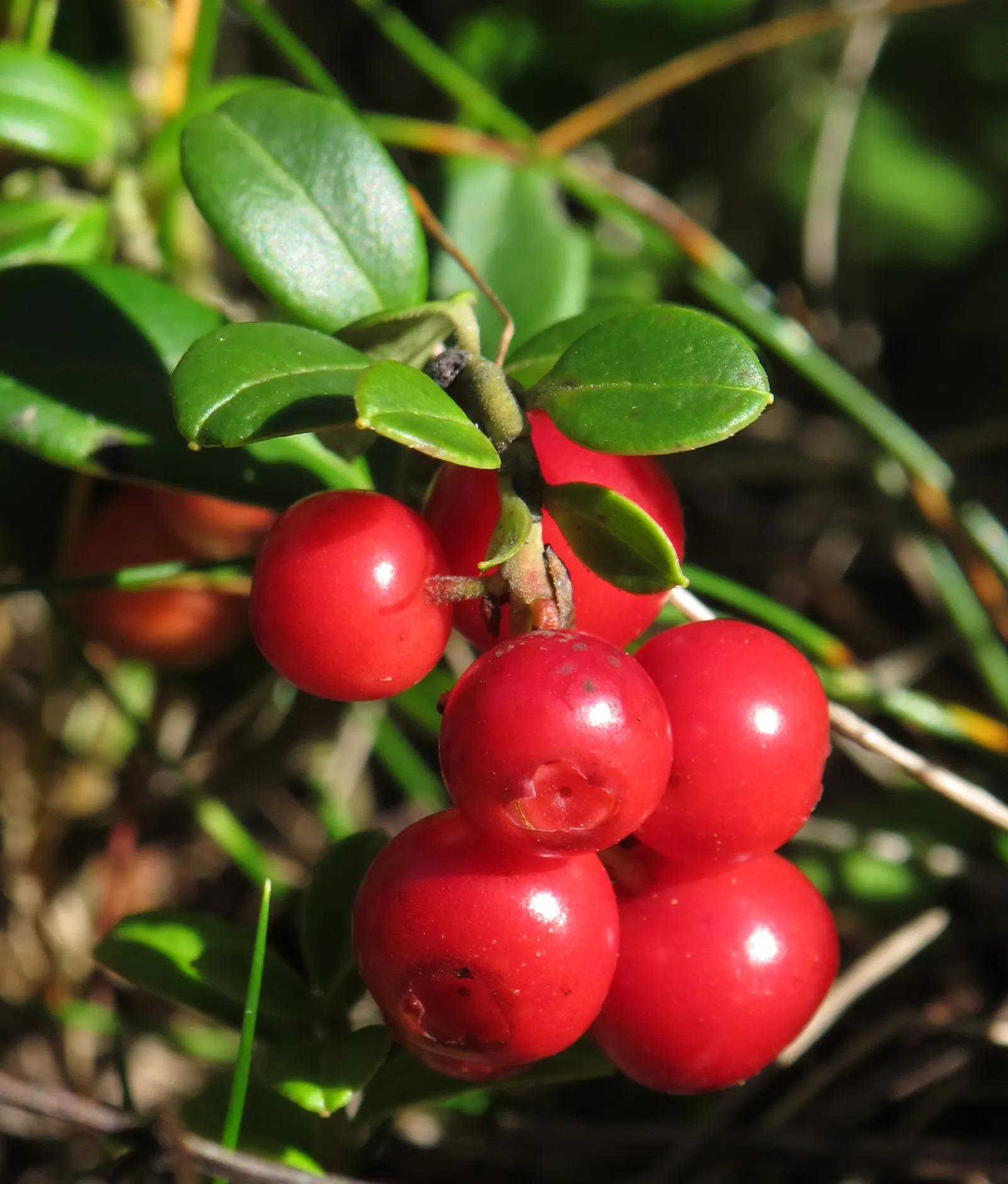Lingonberry (Vaccinium Vitis-Idaea) — Plant in partial to full sun for best fruit production
