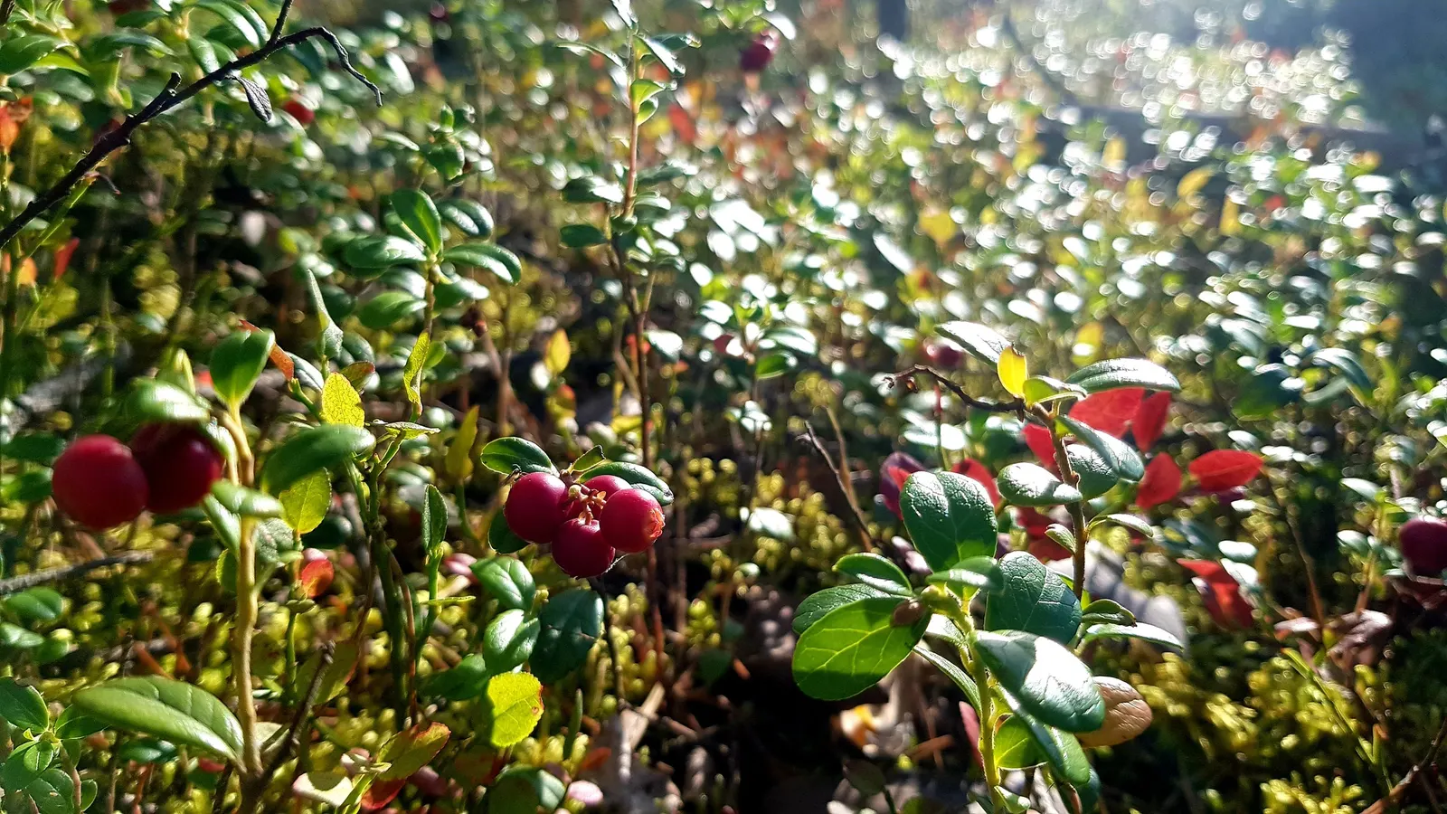 Lingonberry (Vaccinium Vitis-Idaea) — By late summer and into fall