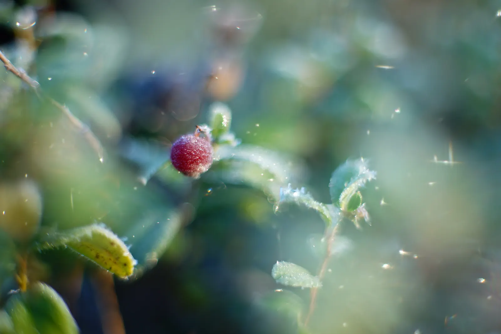 Lingonberry (Vaccinium Vitis-Idaea) — Requires minimal maintenance, ideal for ground cover or border plantings; lingonberry plants are low-growing