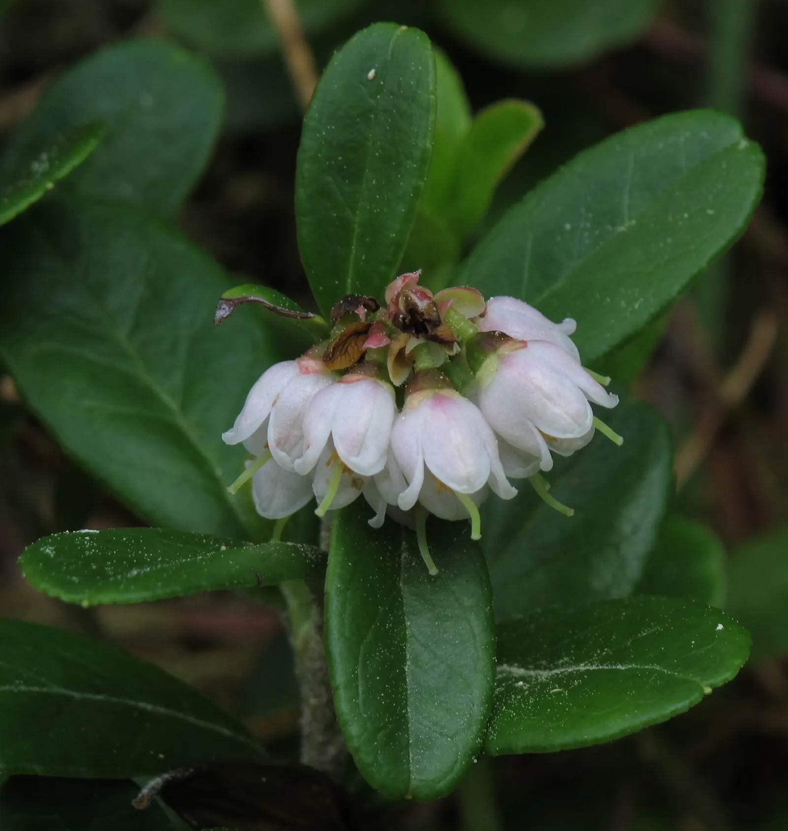 Lingonberry (Vaccinium Vitis-Idaea) — these blooms give way to the plant's signature bright red berries; with their low maintenance, image 107