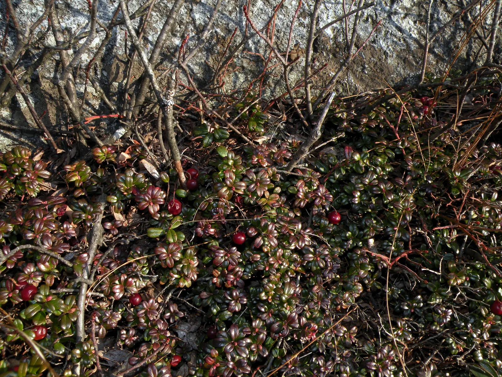 Lingonberry (Vaccinium Vitis-Idaea) — Ideal companions for Lingonberries include other acid-loving plants such as Rhododendrons or Azaleas; along, image 145