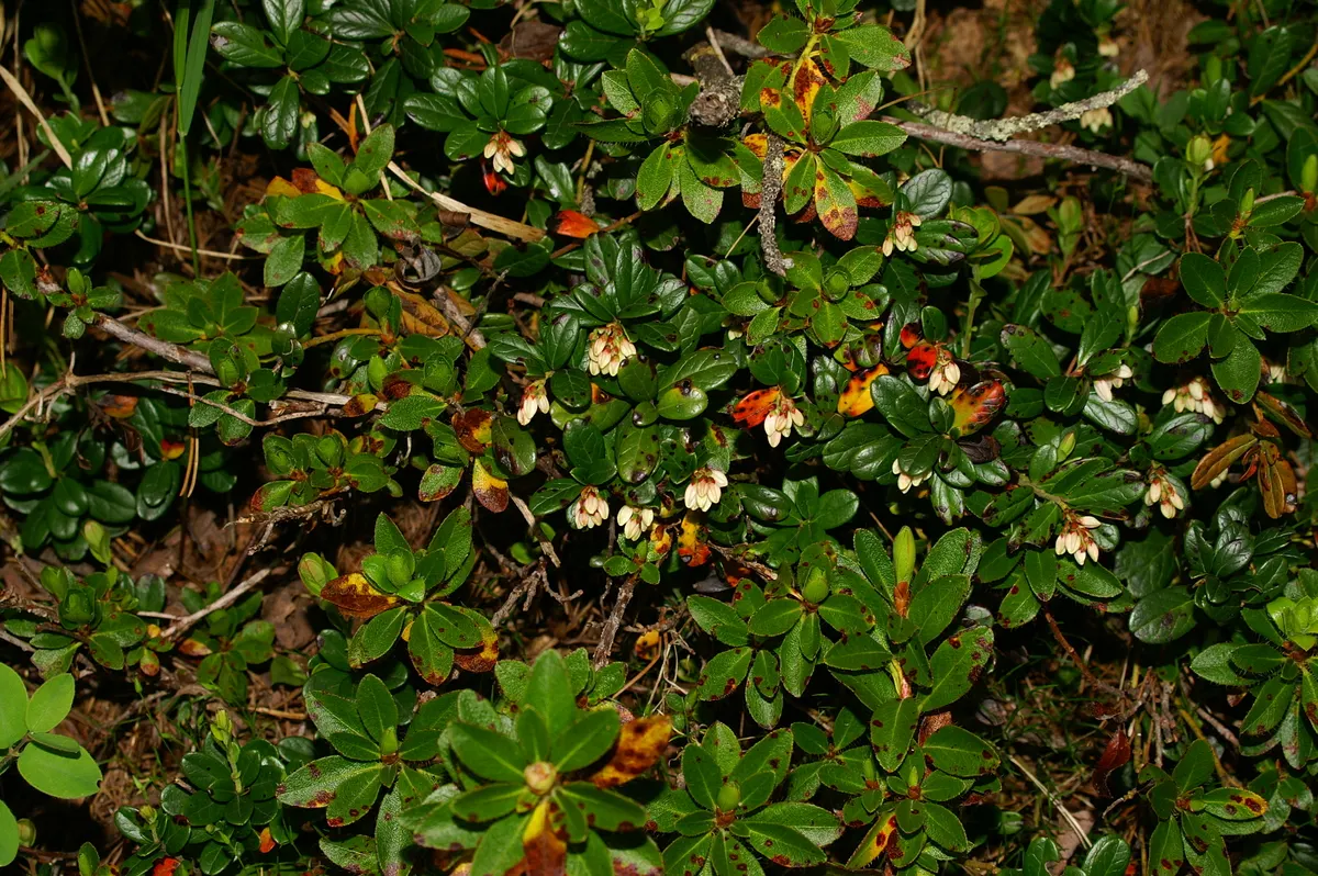Lingonberry (Vaccinium Vitis-Idaea) — is a hardy evergreen shrub that offers both aesthetic appeal and edible fruits for a diverse landscape, image 157