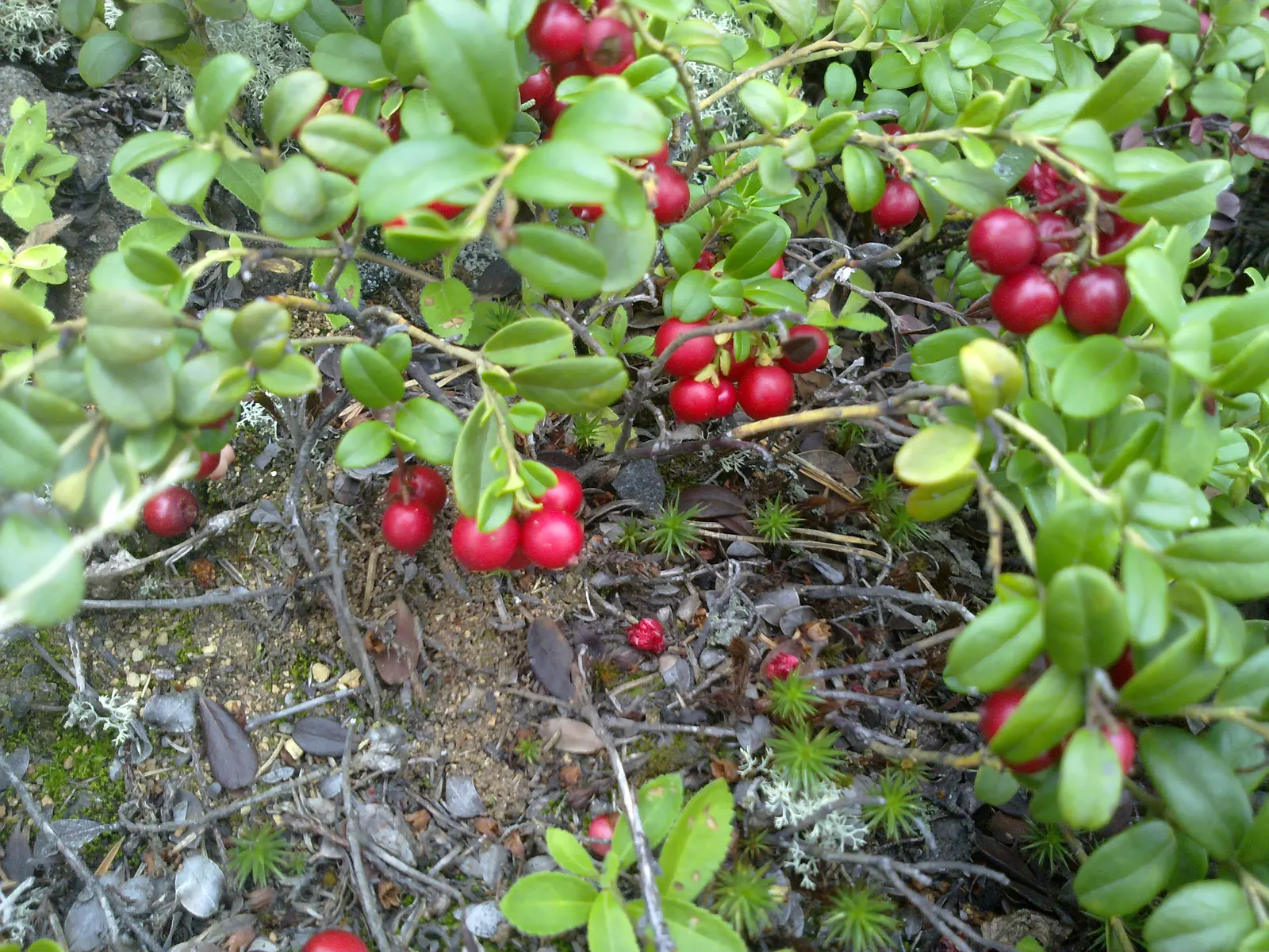 Lingonberry (Vaccinium Vitis-Idaea) — Berries are edible and high in antioxidants