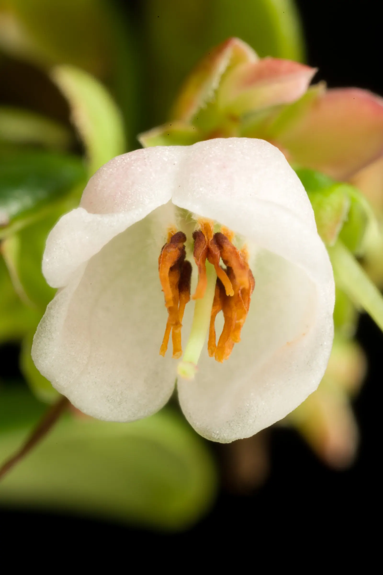Lingonberry (Vaccinium Vitis-Idaea) — ground cover with pink and white blooms
