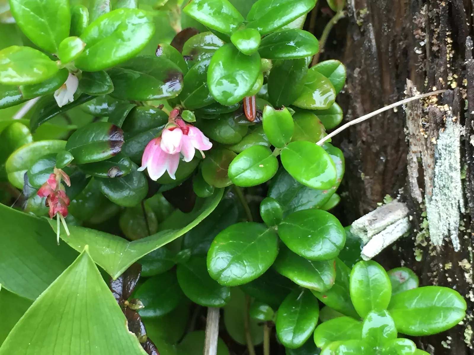 Lingonberry (Vaccinium Vitis-Idaea) — ground cover for half; lingonberries are a versatile addition to any garden looking to combine beauty with, image 120