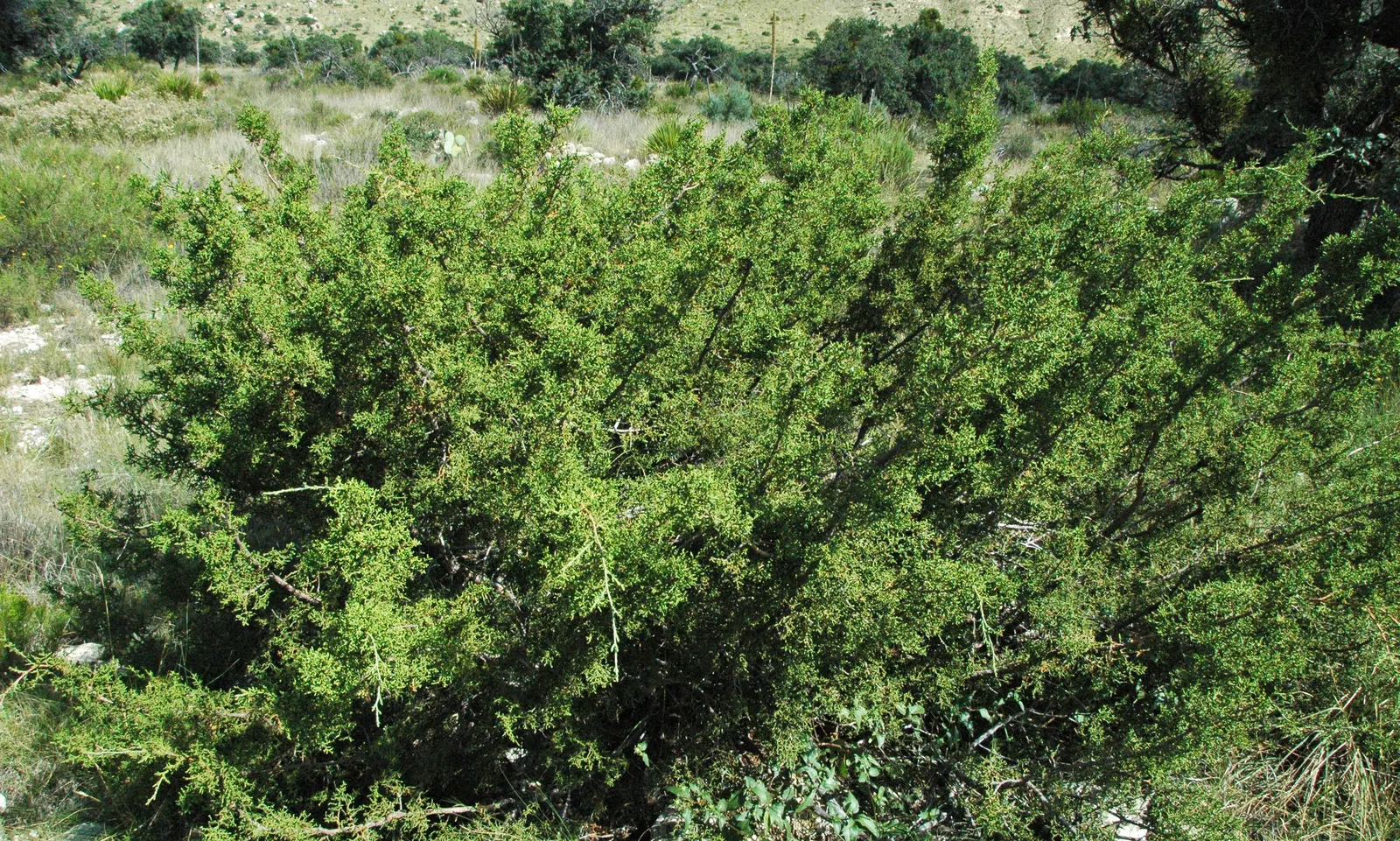 Lingonberry (Vaccinium Vitis-Idaea) — along with full to partial sunlight; lingonberry (Vaccinium vitis-idaea): This hardy evergreen shrub thrives, image 82