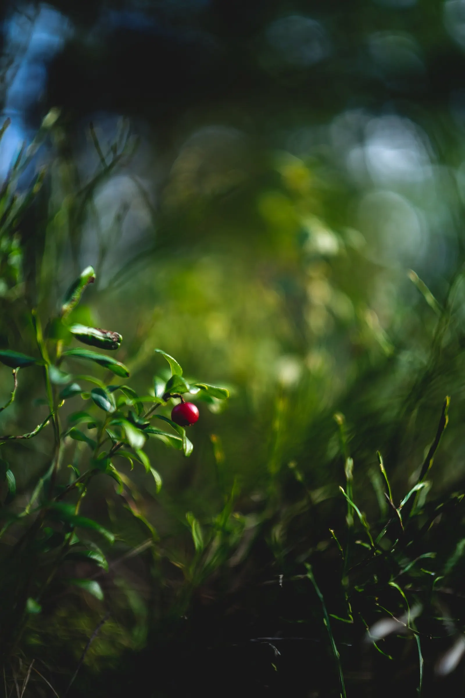 Lingonberry (Vaccinium Vitis-Idaea) — Ideal companions for Lingonberries include other acid-loving plants such as Rhododendrons or Azaleas; along, image 85