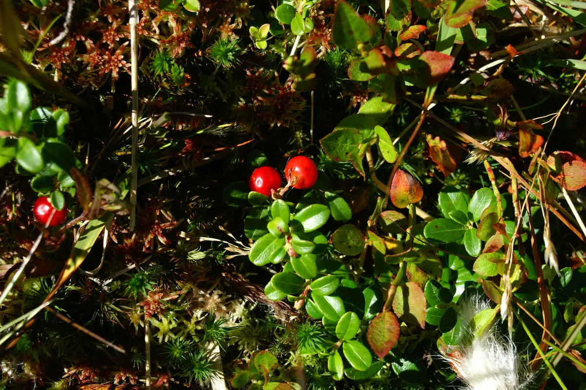 Lingonberry (Vaccinium Vitis-Idaea) — typically reaching heights of 12 to 20 inches; is a hardy evergreen shrub that offers both aesthetic appeal, image 70