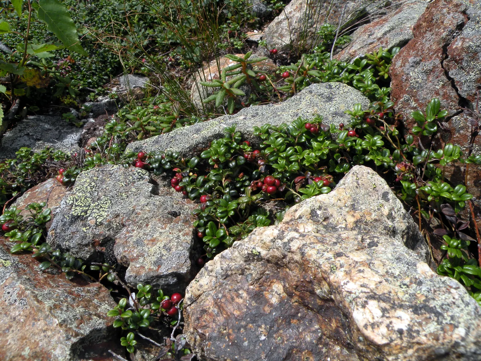 Lingonberry (Vaccinium Vitis-Idaea) — Lingonberry plants are low-growing; ground cover for half, image 129