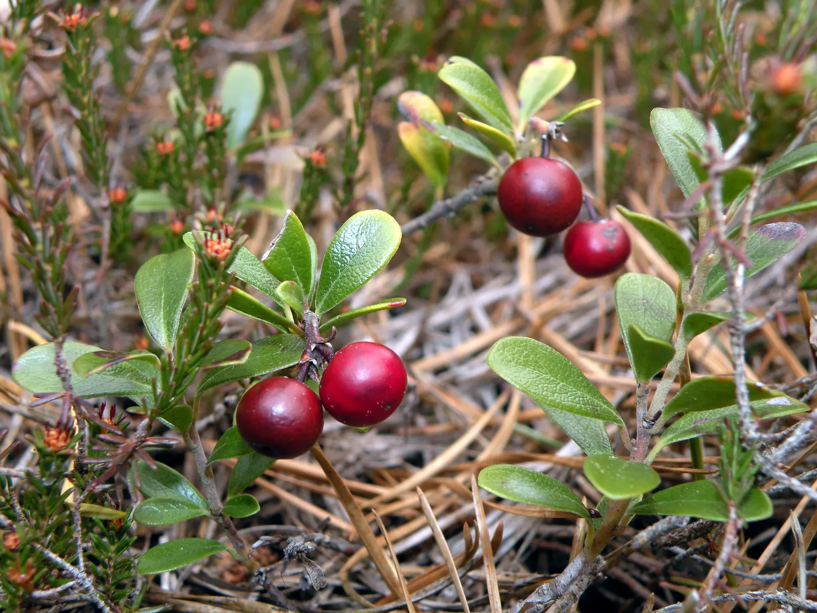 Lingonberry (Vaccinium Vitis-Idaea) — Lingonberry plants are low-growing; ground cover for half, image 159