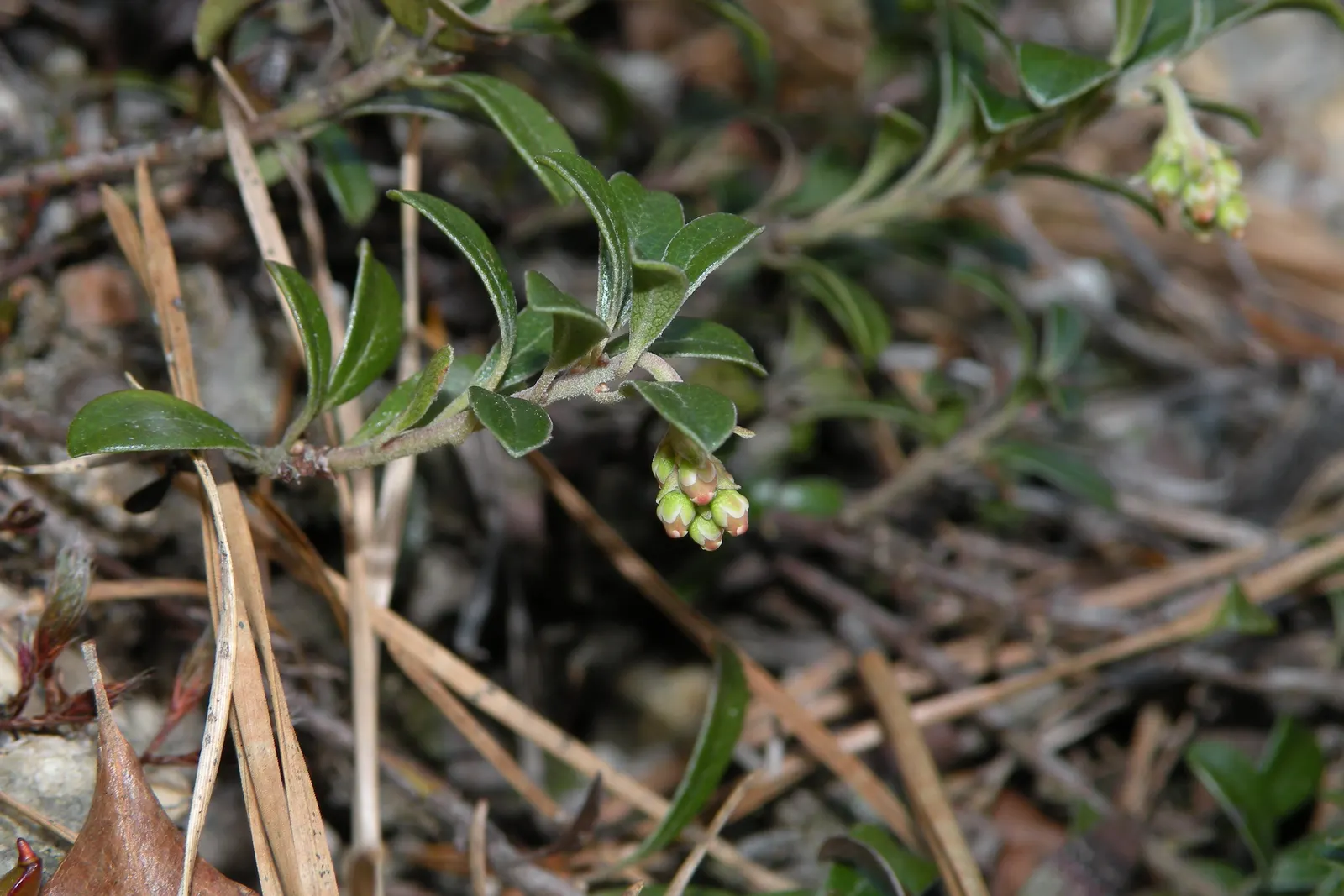 Lingonberry (Vaccinium Vitis-Idaea) — Berries are edible and high in antioxidants; ideal companions for Lingonberries include other acid-loving, image 94