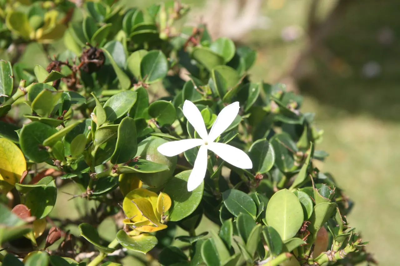 Lingonberry (Vaccinium Vitis-Idaea) — Bright green leaves contrast with white/pink flowers and red berries, offering year-round visual interest; approximately