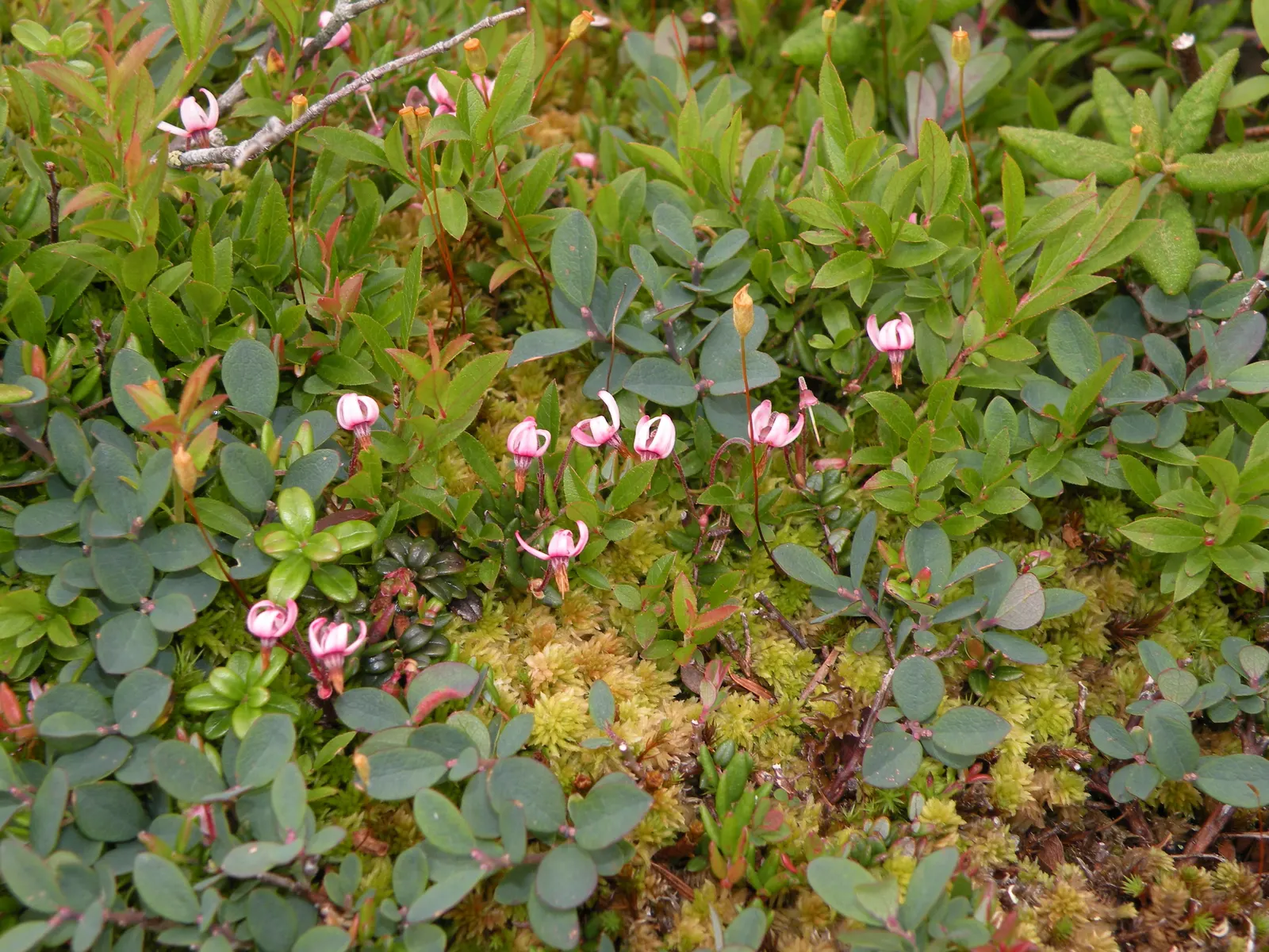 Lingonberry (Vaccinium Vitis-Idaea) — and other culinary treats.<br><br>Thriving in USDA hardiness zones 2 through 6; typically reaching heights of, image 79