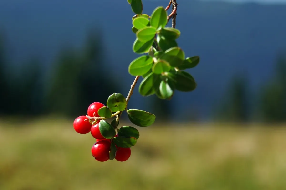 Lingonberry (Vaccinium Vitis-Idaea) — They spread to form dense mats with a width of 12 to 24 inches
