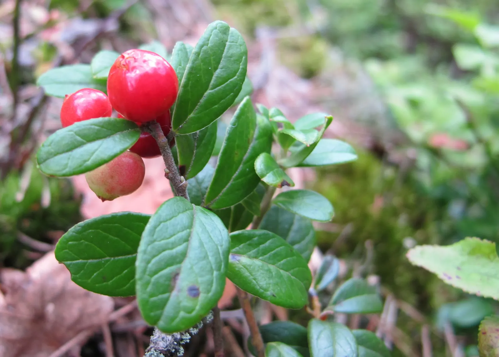 Lingonberry (Vaccinium Vitis-Idaea) — Maturing at 12-18 inches high, it produces a modest spread of 12-24 inches; they spread to form dense mats, image 152