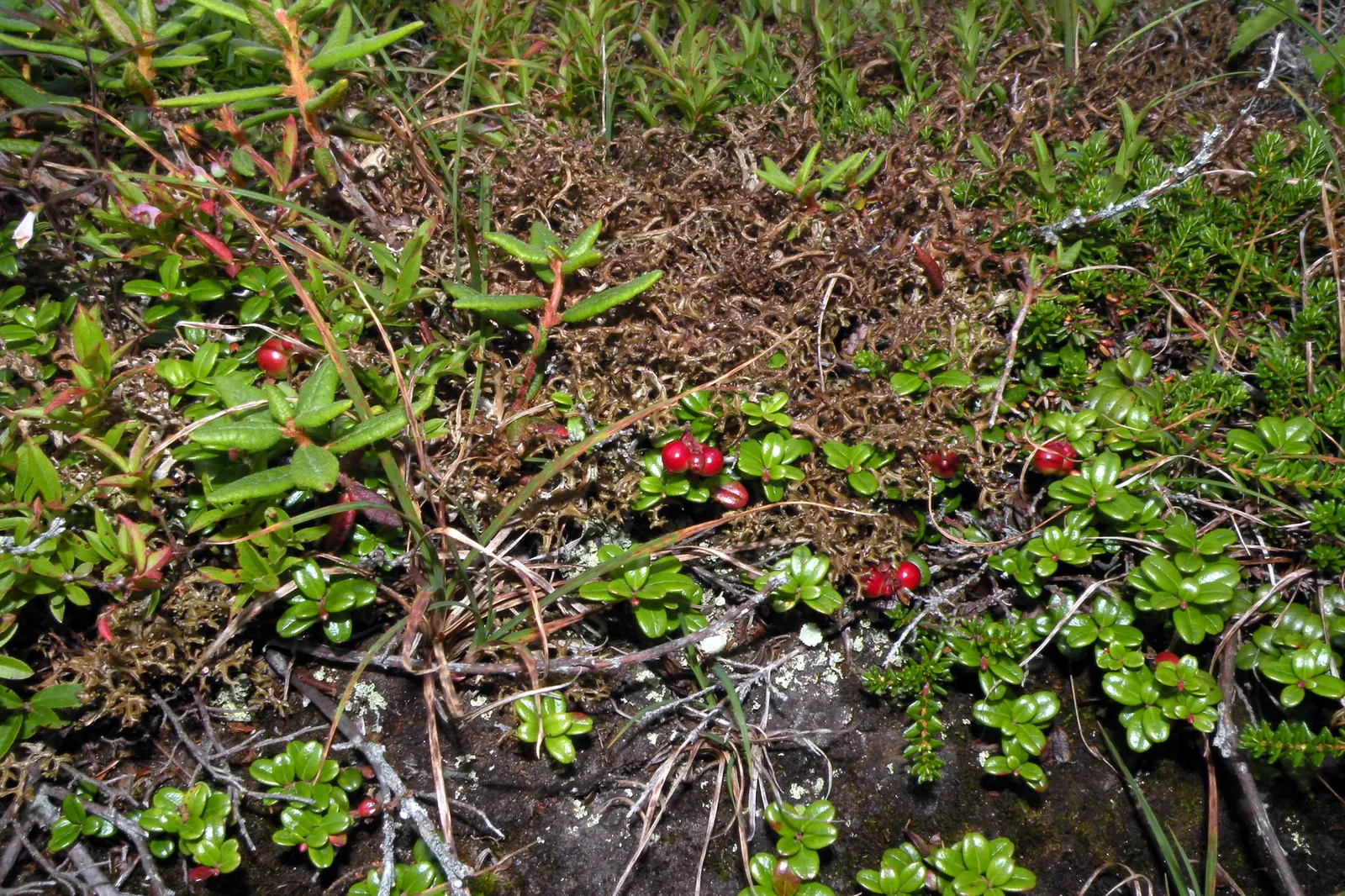 Lingonberry (Vaccinium Vitis-Idaea) — these blooms give way to the plant's signature bright red berries; with their low maintenance