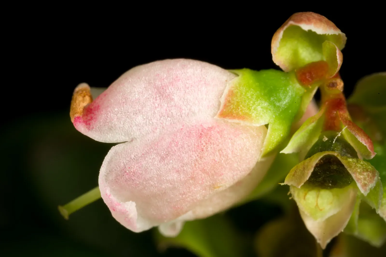 Lingonberry (Vaccinium Vitis-Idaea) — Berries are edible and high in antioxidants; ideal companions for Lingonberries include other acid-loving plants such as