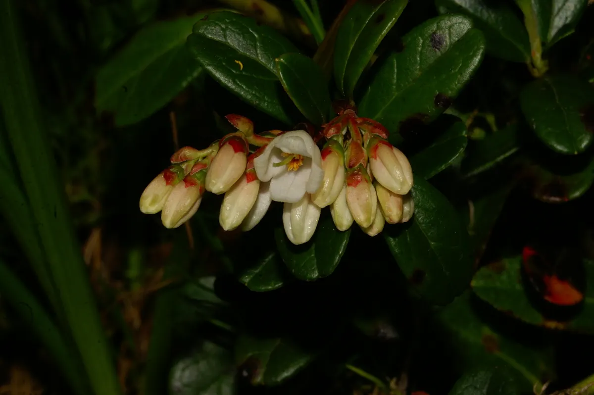 Lingonberry (Vaccinium Vitis-Idaea) — Maturing at 12-18 inches high, it produces a modest spread of 12-24 inches; they spread to form dense mats with a width