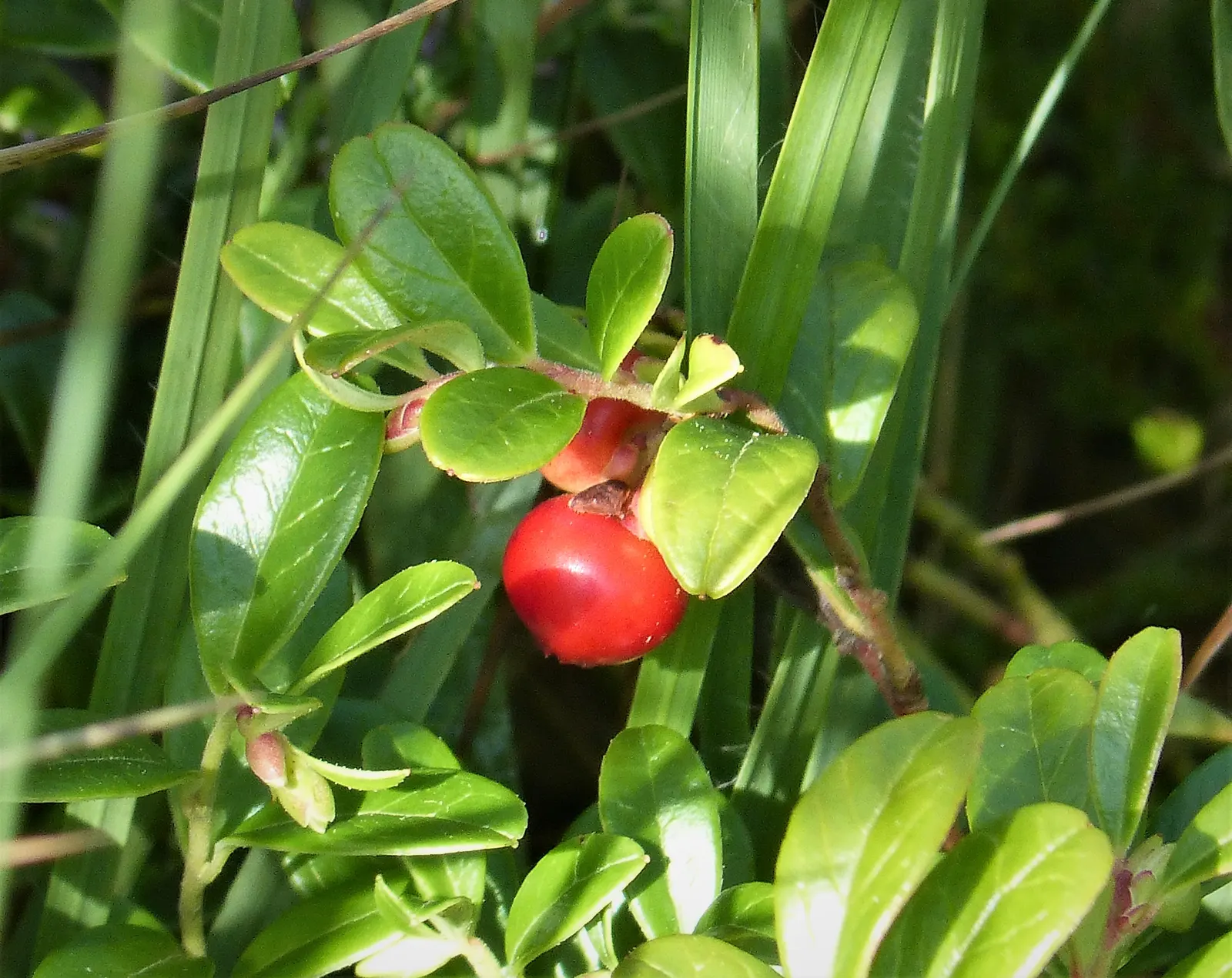 Lingonberry (Vaccinium Vitis-Idaea) — Lingonberry plants are low-growing; ground cover for half