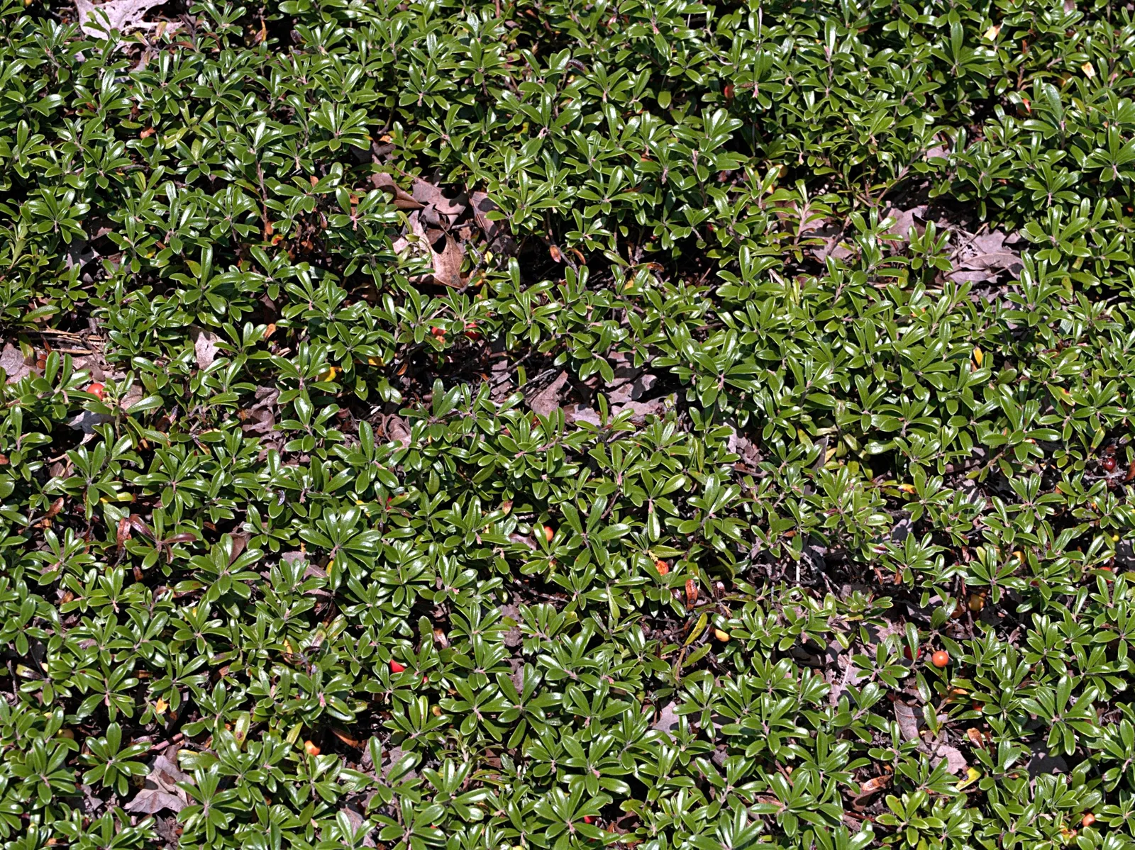 Lingonberry (Vaccinium Vitis-Idaea) — By late summer and into fall; and other culinary treats.<br><br>Thriving in USDA hardiness zones 2 through 6, image 76
