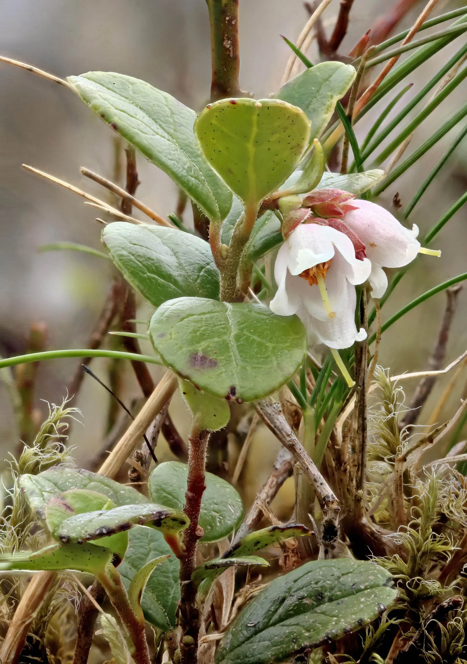 Lingonberry (Vaccinium Vitis-Idaea) — consider their need for consistent moisture - mulching can assist with moisture retention and cold protection