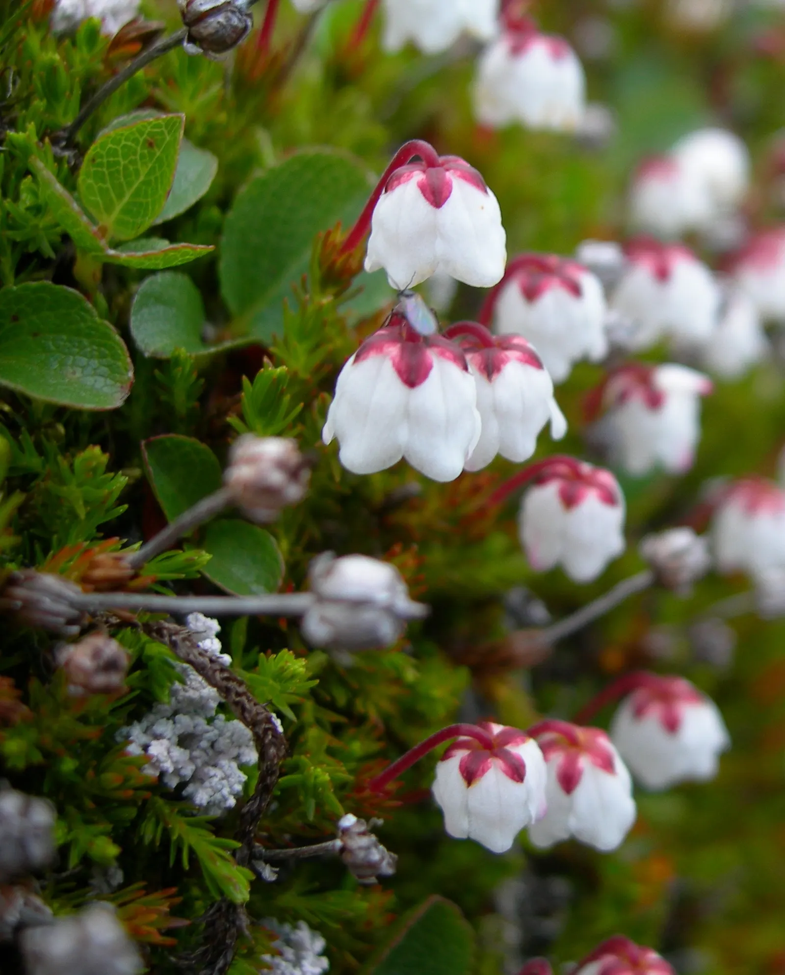 Lingonberry (Vaccinium Vitis-Idaea) — adding a touch of elegance to your landscape