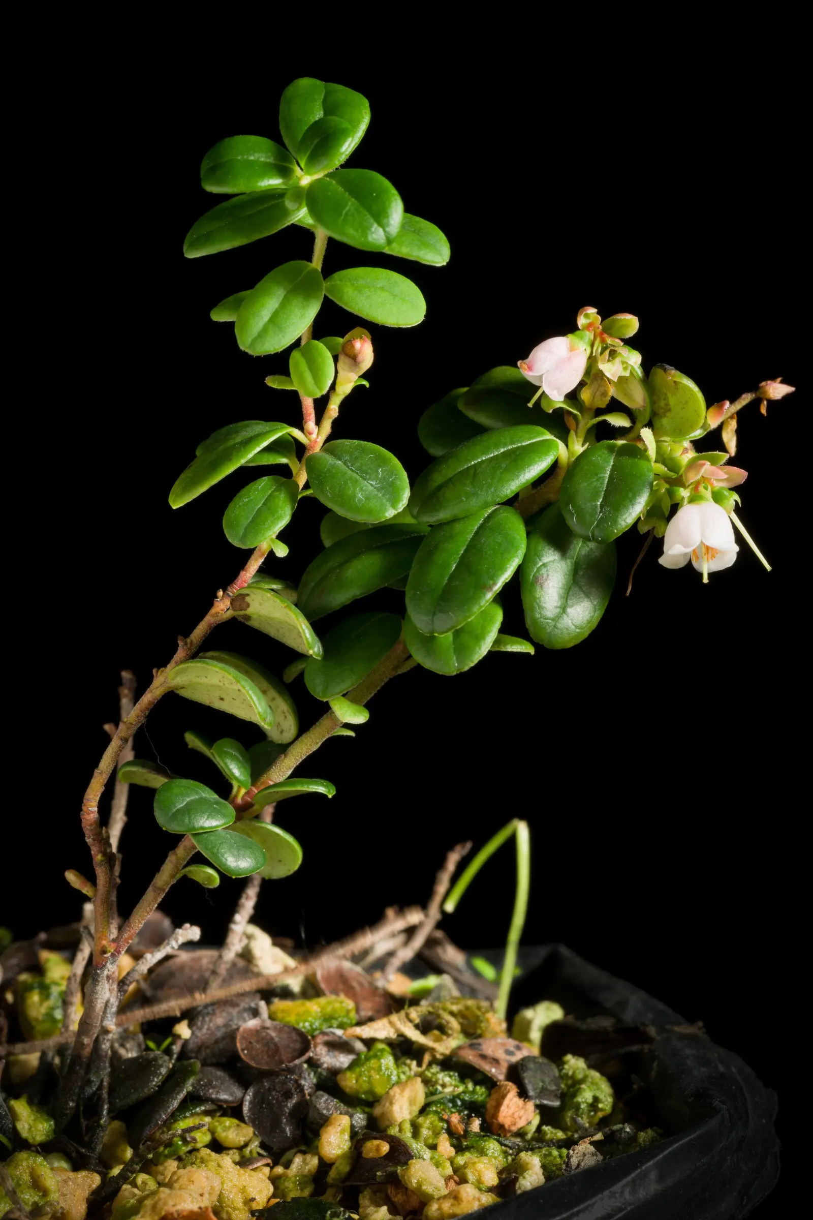 Lingonberry (Vaccinium Vitis-Idaea) — When integrating Lingonberries into your garden design; native to the boreal forests and Arctic tundra of the, image 143