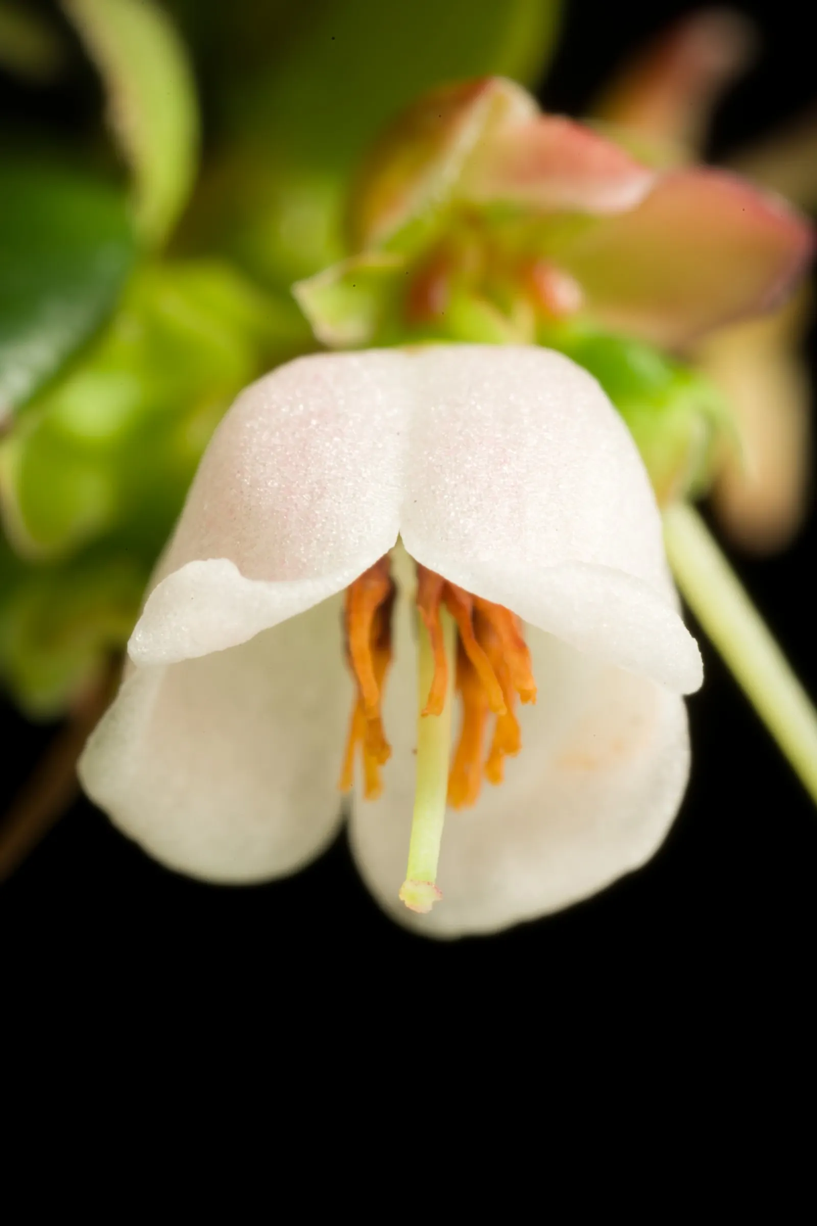 Lingonberry (Vaccinium Vitis-Idaea) — Plant in partial to full sun for best fruit production; maturing at 12-18 inches high, it produces a modest, image 65