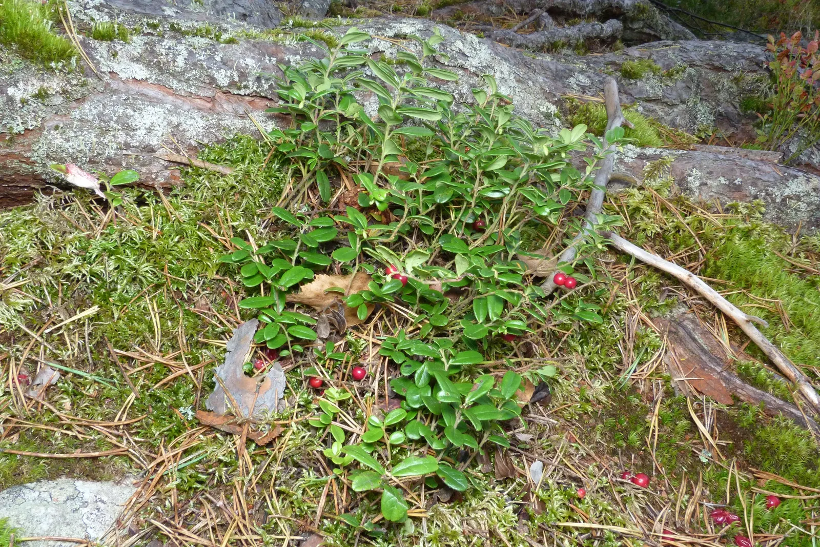 Lingonberry (Vaccinium Vitis-Idaea) — consider their need for consistent moisture - mulching can assist with moisture retention and cold, image 114