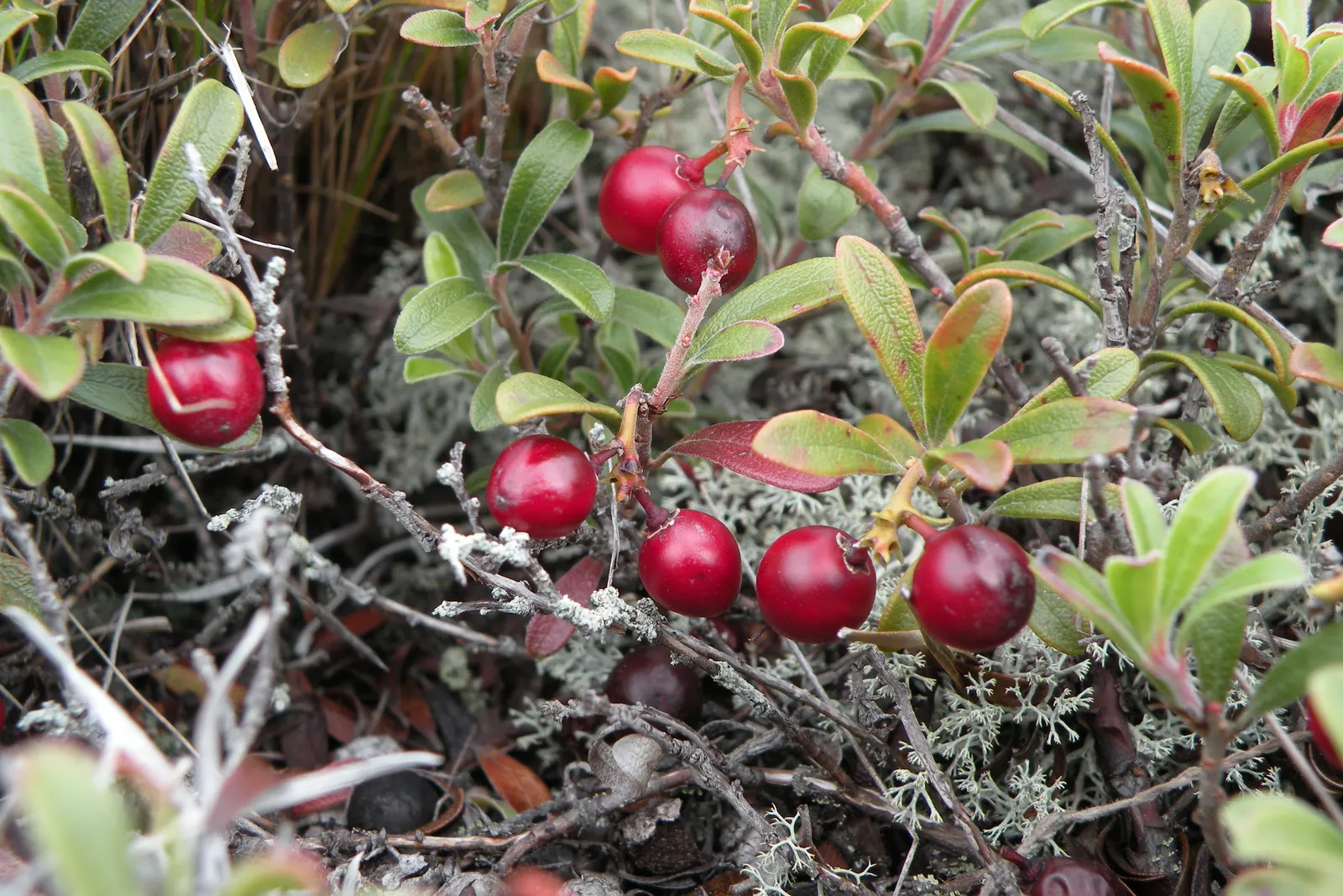 Lingonberry (Vaccinium Vitis-Idaea) — preferring a pH level between 4.5 and 5.5; consider their need for consistent moisture - mulching can assist, image 81