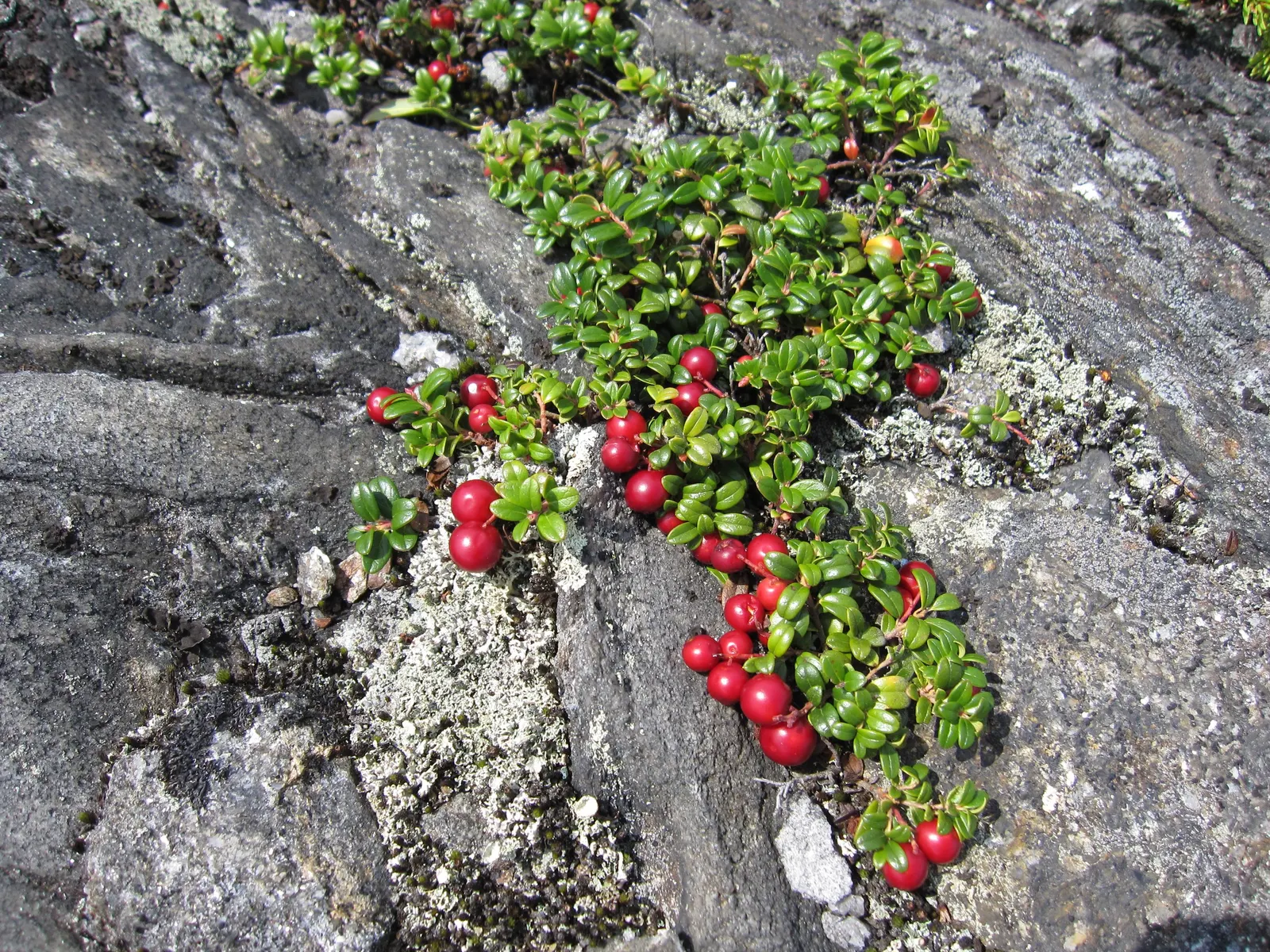 Lingonberry (Vaccinium Vitis-Idaea) — approximately 1/4 to 1/3 inch in diameter; bright green leaves contrast with white/pink flowers and red, image 138