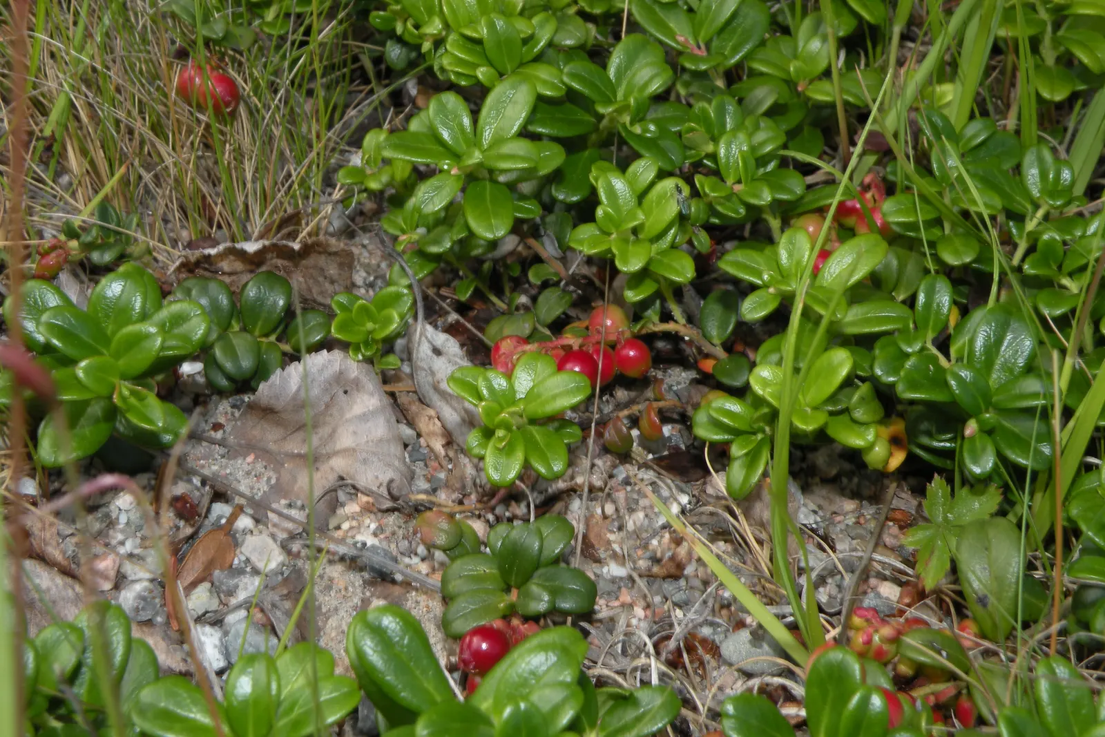 Lingonberry (Vaccinium Vitis-Idaea) — delicate pink or white bell-shaped flowers bloom; plant in partial to full sun for best fruit production, image 74