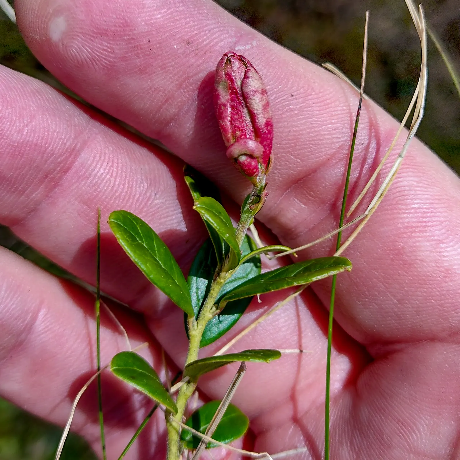 Lingonberry (Vaccinium Vitis-Idaea) — Ideal companions for Lingonberries include other acid-loving plants such as Rhododendrons or Azaleas; along with full to