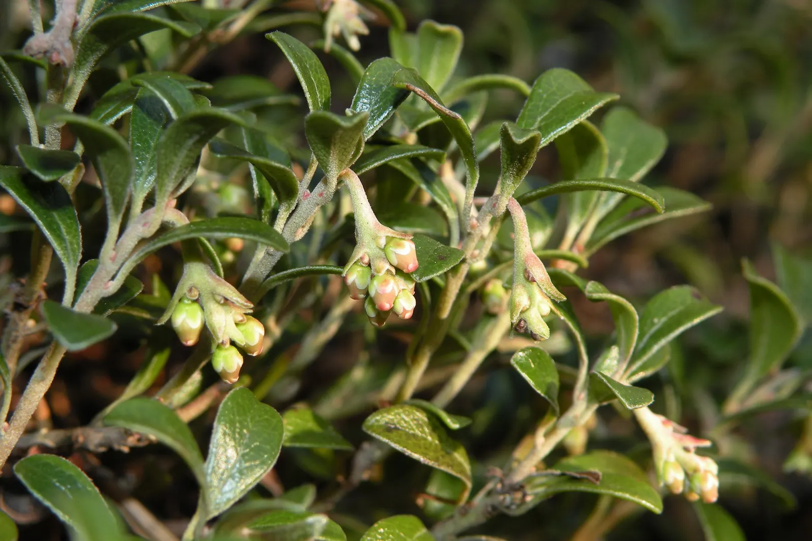Lingonberry (Vaccinium Vitis-Idaea) — preferring a pH level between 4.5 and 5.5; consider their need for consistent moisture - mulching can assist with