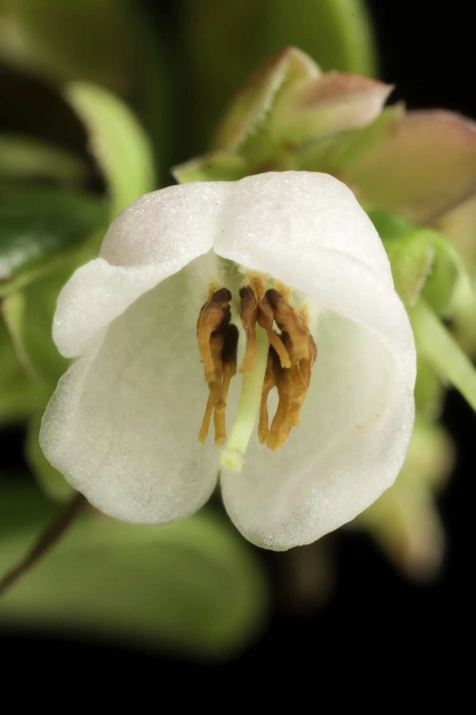 Lingonberry (Vaccinium Vitis-Idaea) — Lingonberries require acidic; these blooms give way to the plant's signature bright red berries, image 80