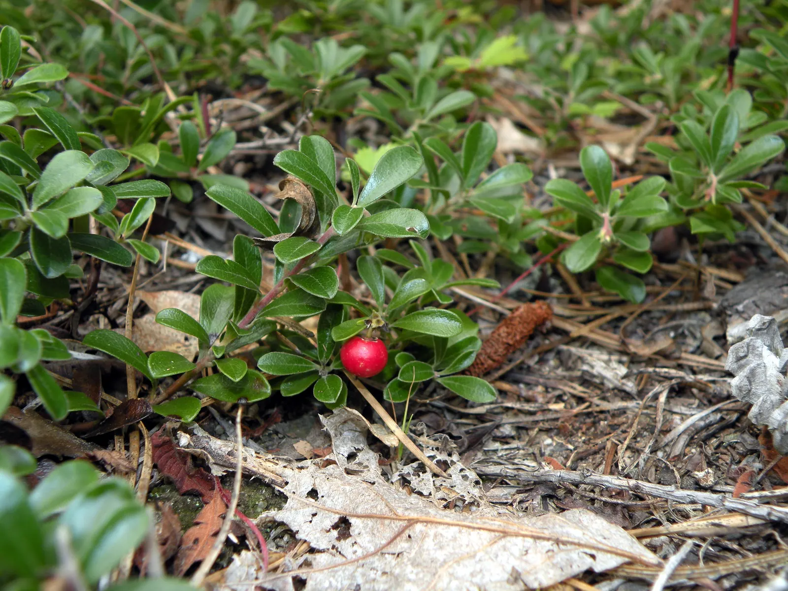 Lingonberry (Vaccinium Vitis-Idaea) — which are roughly 1/3 to 1/2 inch long; preferring a pH level between 4.5 and 5.5