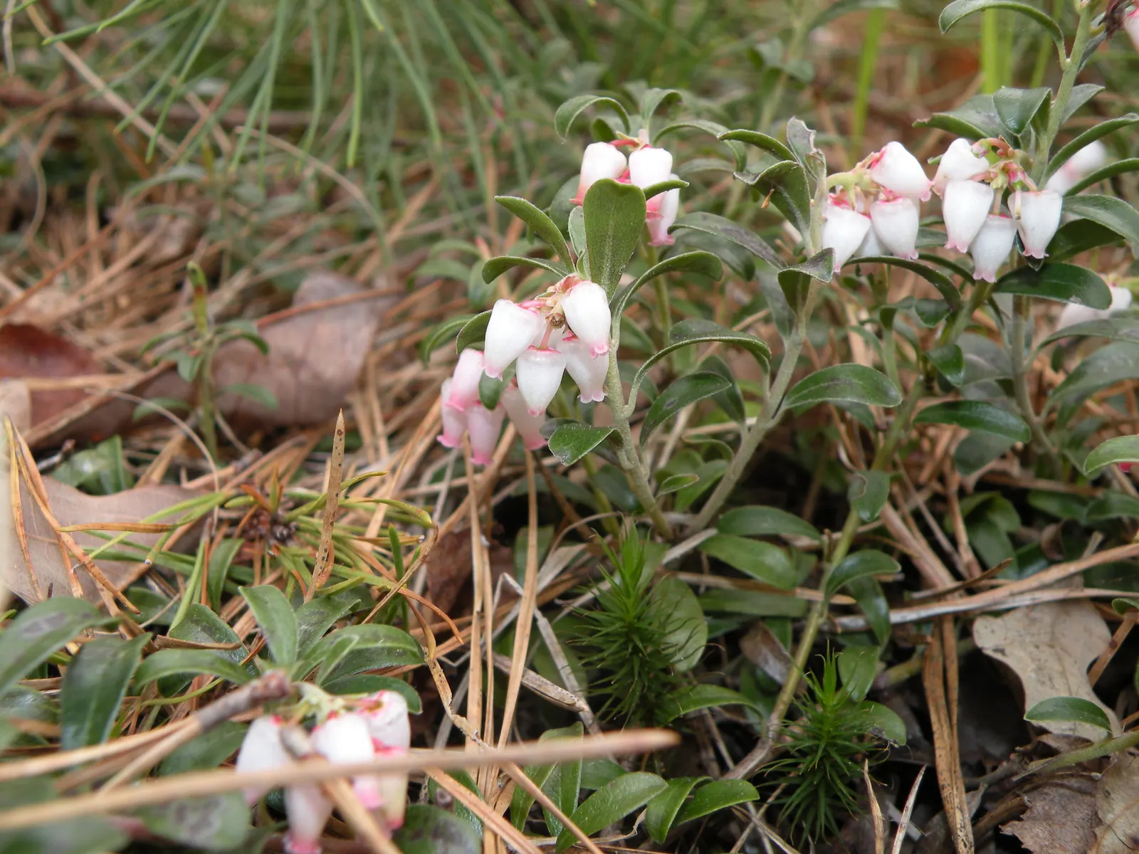 Lingonberry (Vaccinium Vitis-Idaea) — adding a touch of elegance to your landscape; which are roughly 1/3 to 1/2 inch long, image 105