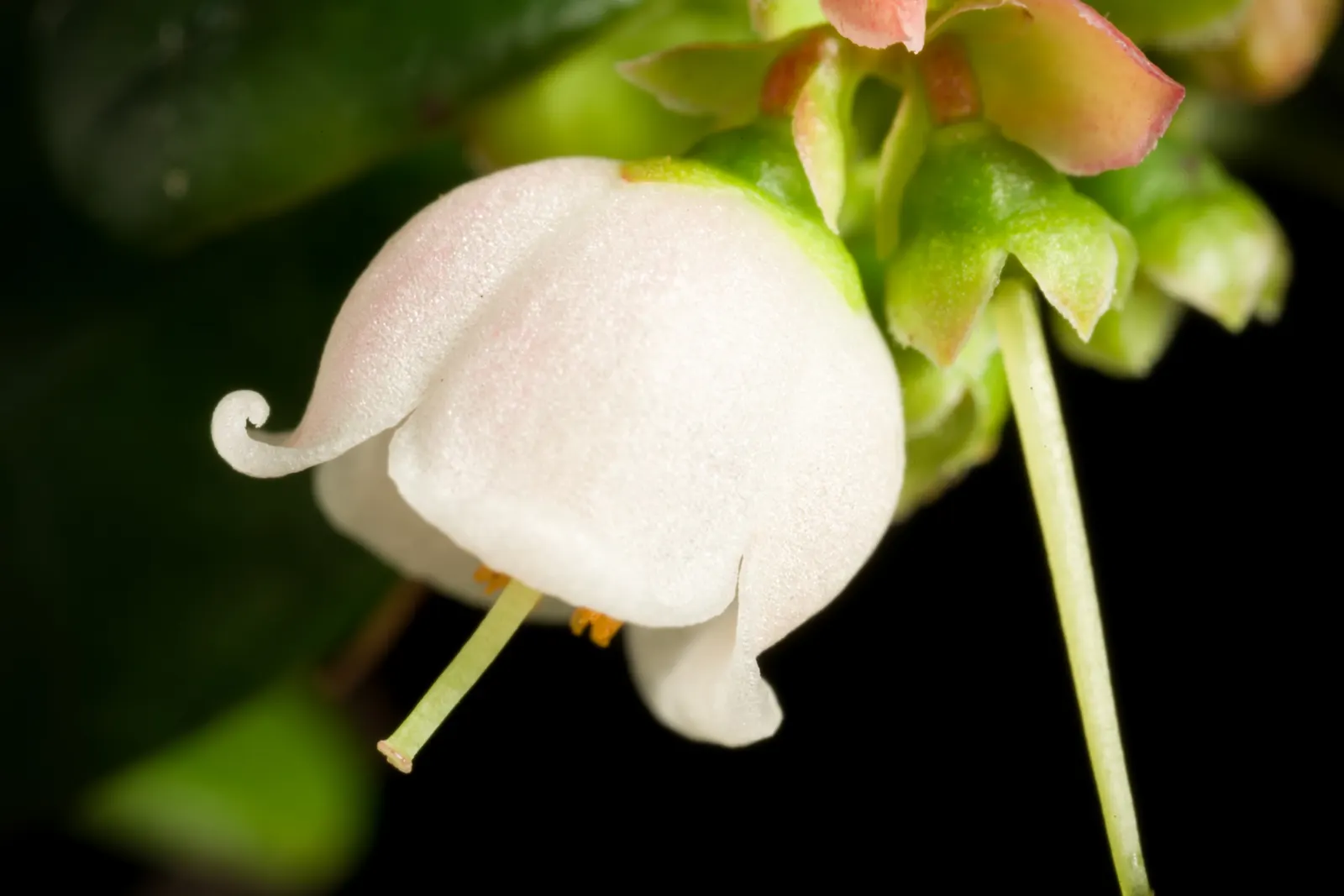 Lingonberry (Vaccinium Vitis-Idaea) — and other culinary treats.<br><br>Thriving in USDA hardiness zones 2 through 6; typically reaching heights of 12 to 20