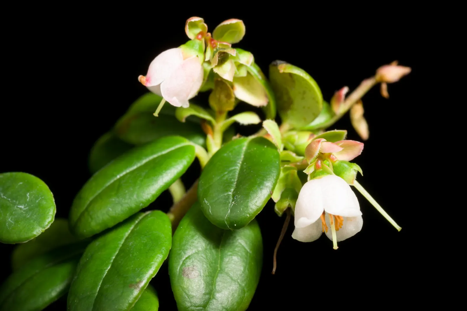 Lingonberry (Vaccinium Vitis-Idaea) — Lingonberries are a versatile addition to any garden looking to combine beauty with utility; requires minimal, image 87