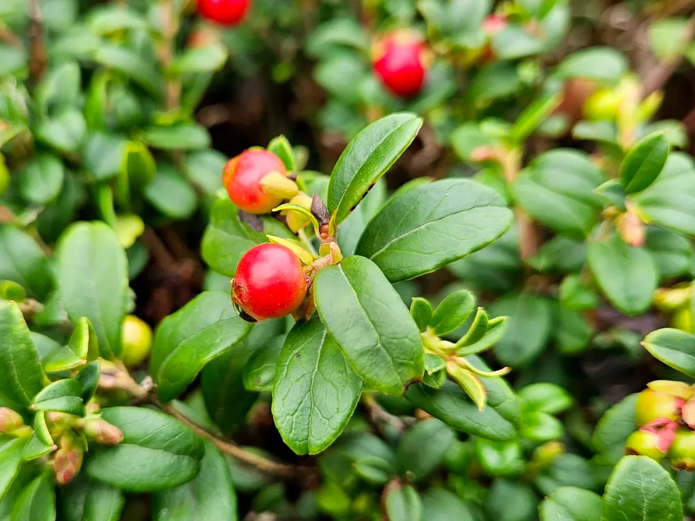 Lingonberry (Vaccinium Vitis-Idaea) — Lingonberries are a versatile addition to any garden looking to combine beauty with utility