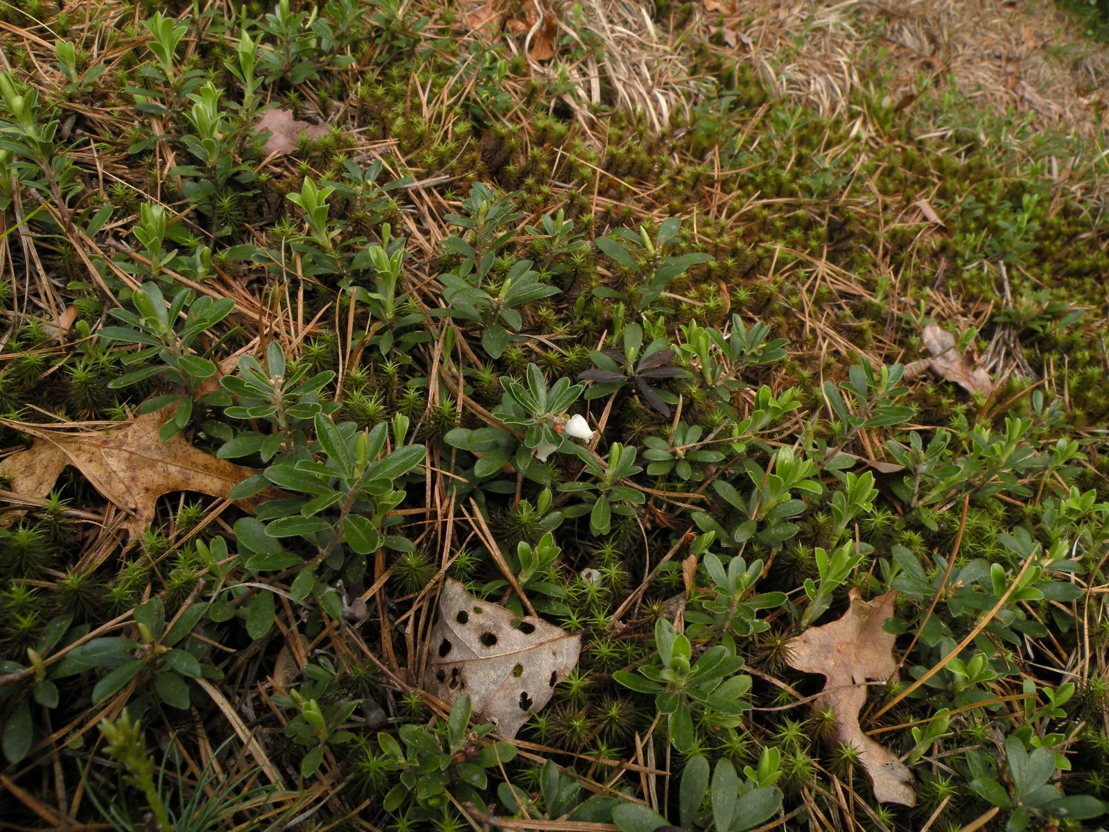 Lingonberry (Vaccinium Vitis-Idaea) — Plant in partial to full sun for best fruit production; maturing at 12-18 inches high, it produces a modest, image 95