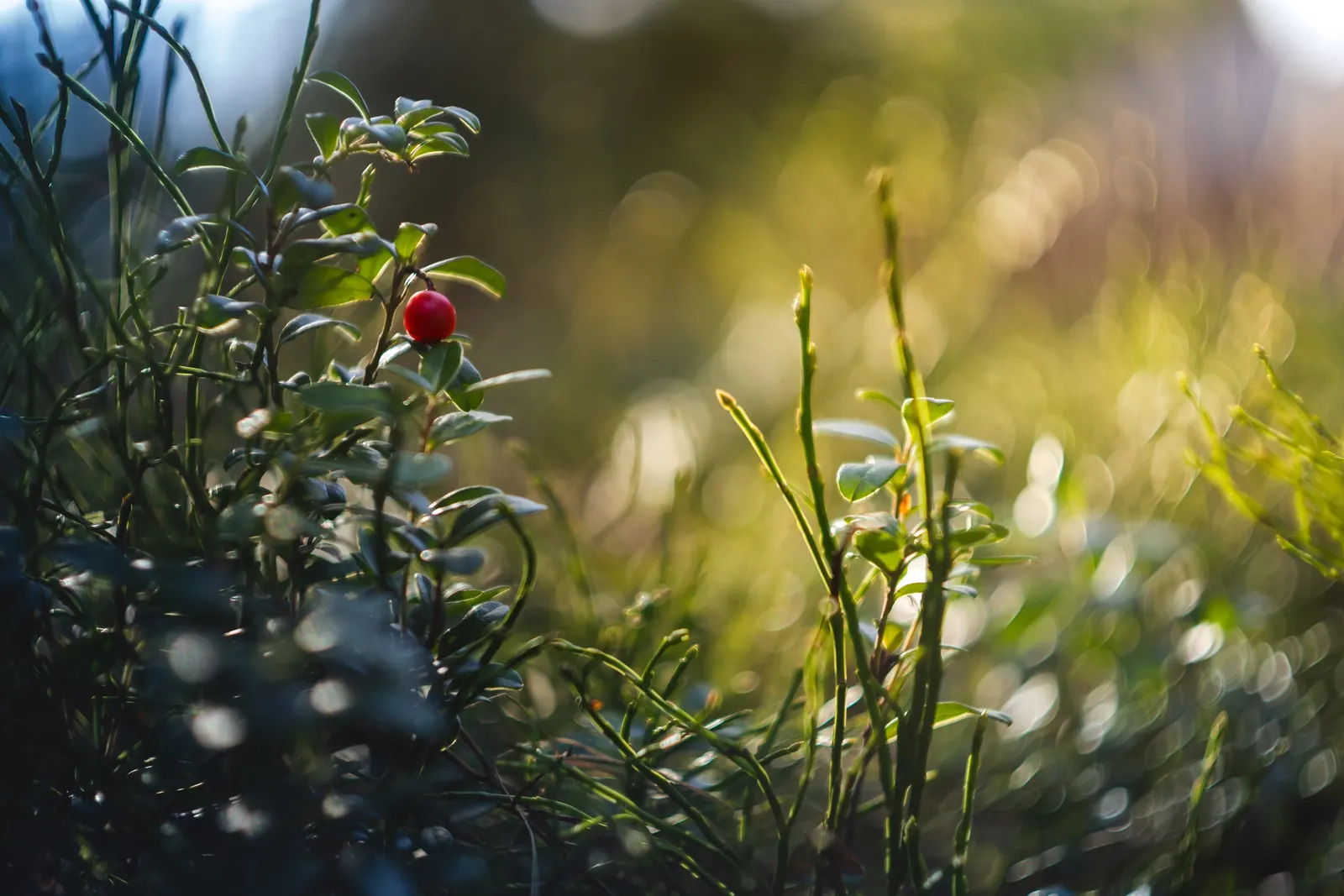 Lingonberry (Vaccinium Vitis-Idaea) — delicate pink or white bell-shaped flowers bloom; plant in partial to full sun for best fruit production, image 134
