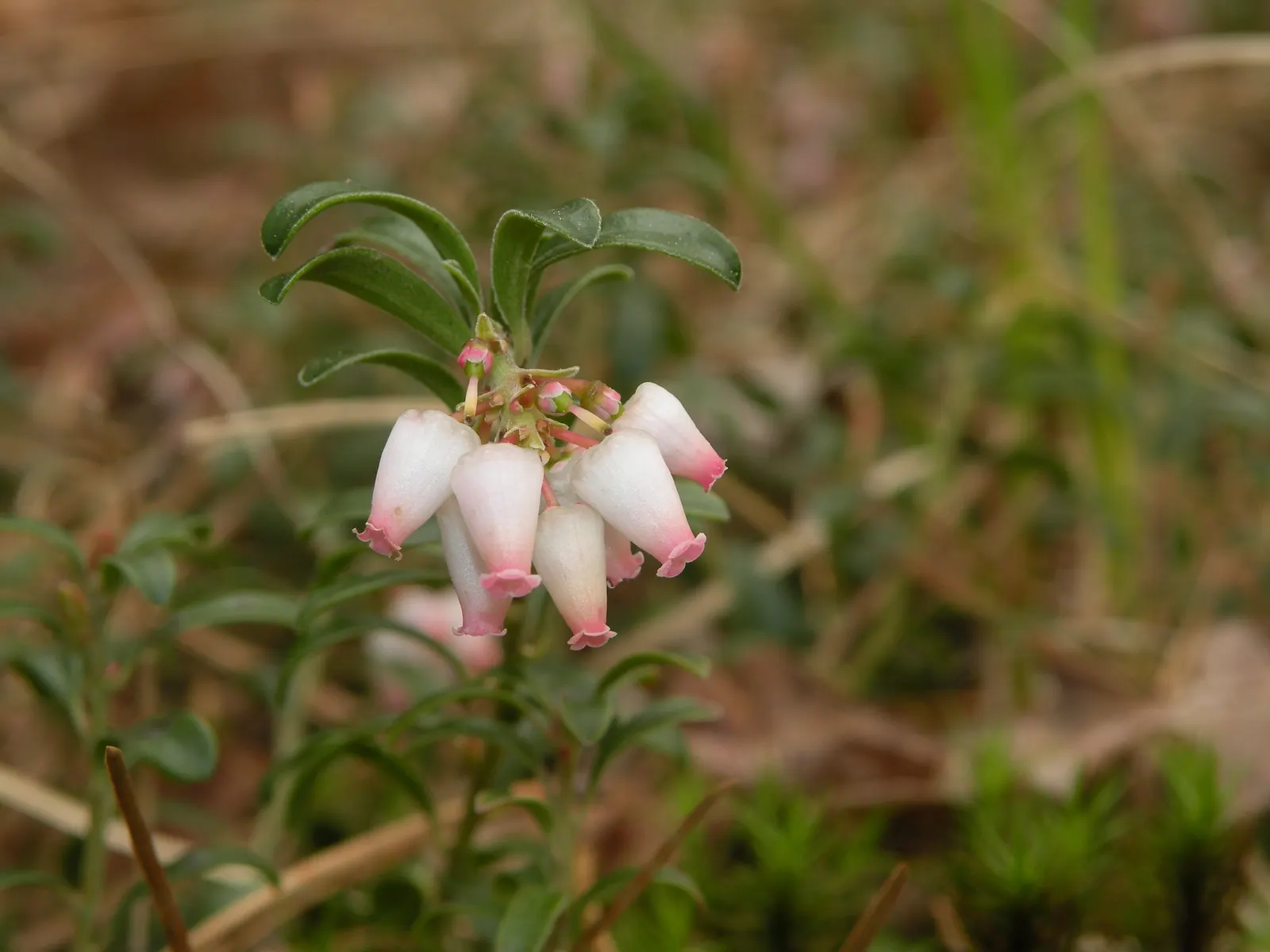 Lingonberry (Vaccinium Vitis-Idaea) — Bright green leaves contrast with white/pink flowers and red berries, offering year-round visual interest