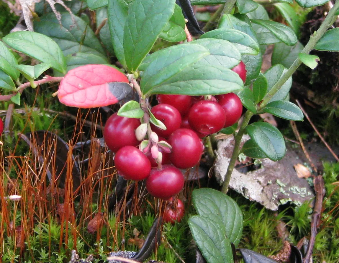 Lingonberry (Vaccinium Vitis-Idaea) — When integrating Lingonberries into your garden design; native to the boreal forests and Arctic tundra of the Northern
