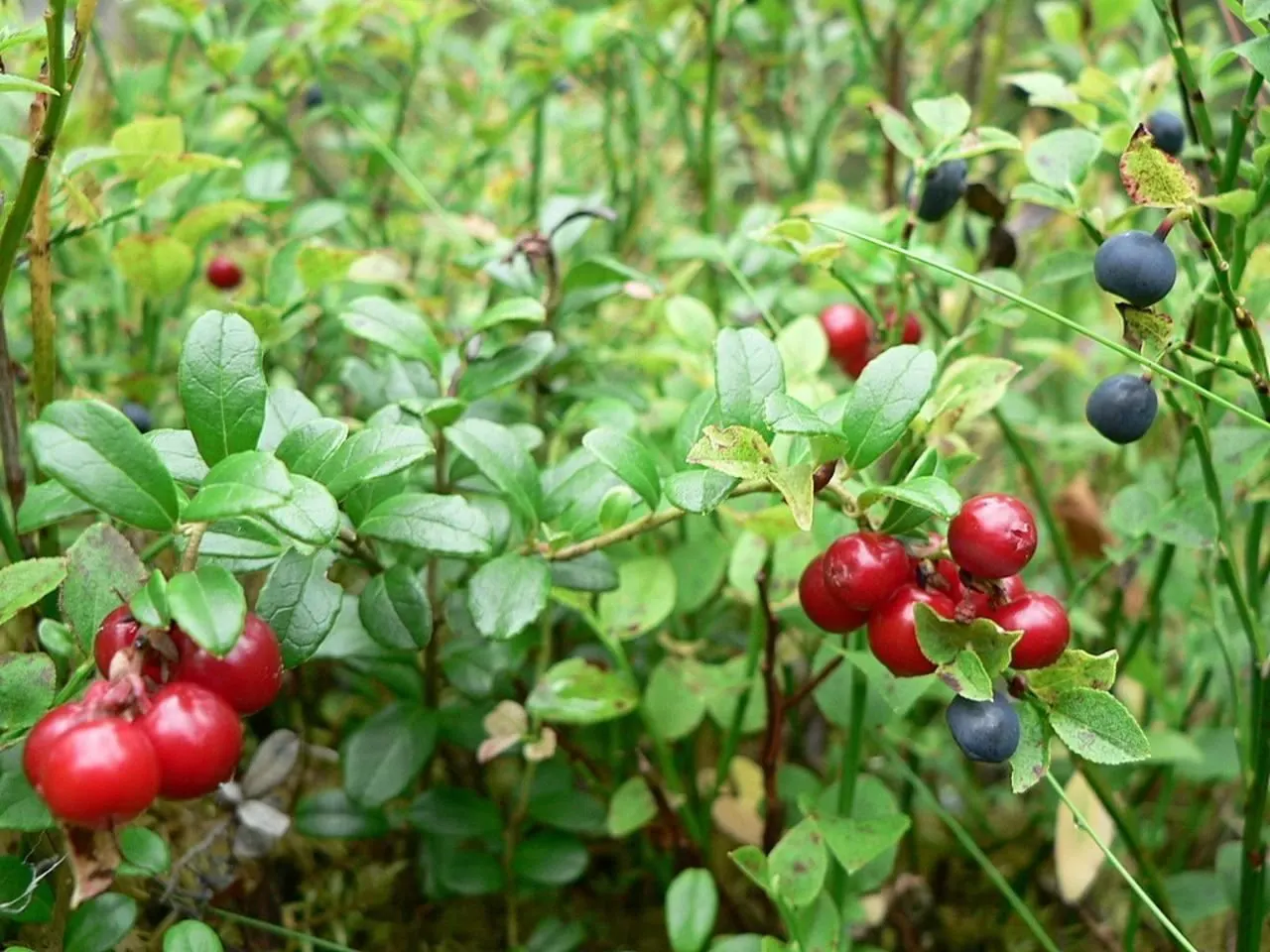 Lingonberry (Vaccinium Vitis-Idaea) — Lingonberries are a versatile addition to any garden looking to combine beauty with utility; requires minimal, image 147