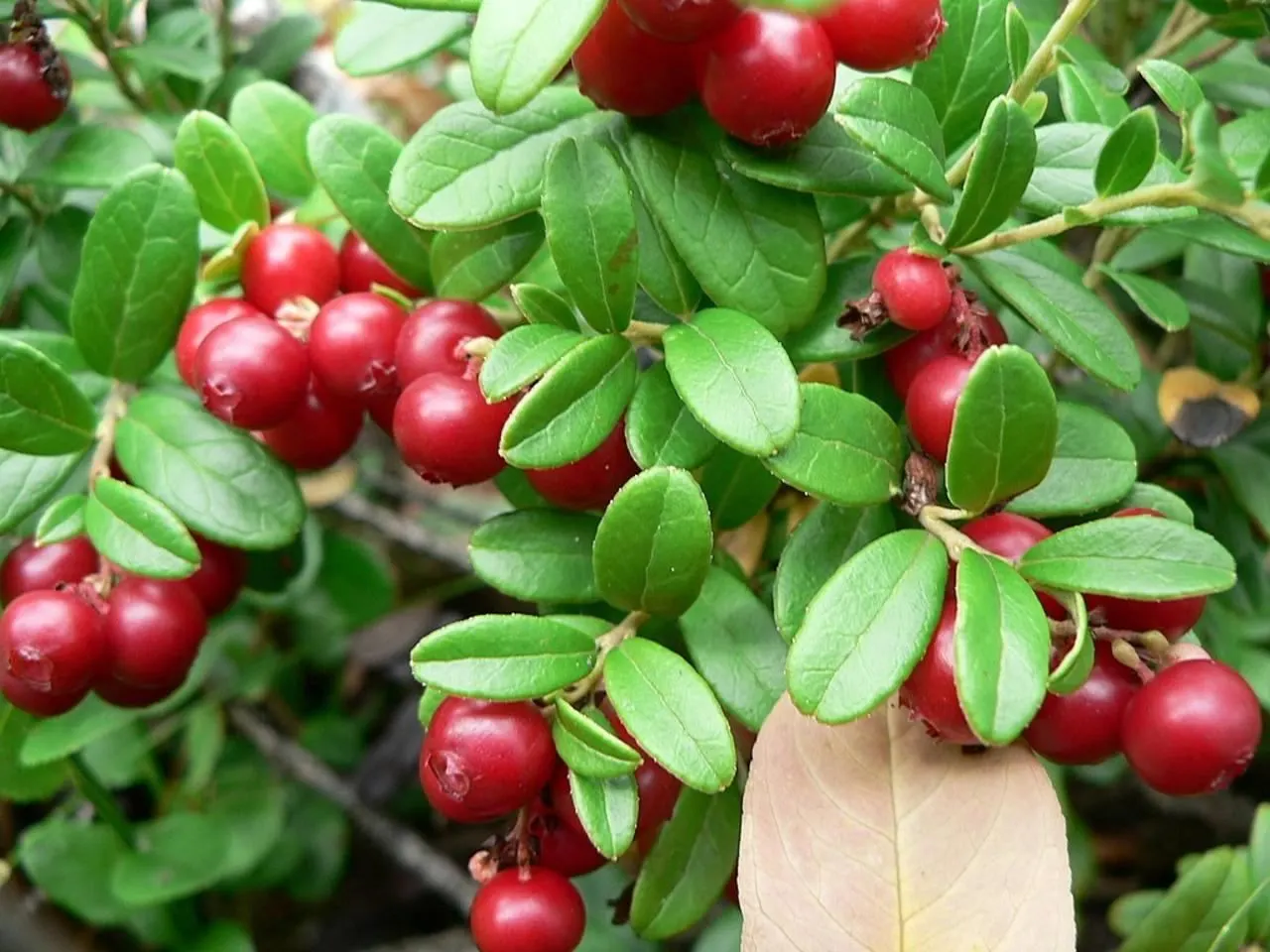 Lingonberry (Vaccinium Vitis-Idaea) — and other culinary treats.<br><br>Thriving in USDA hardiness zones 2 through 6; typically reaching heights of, image 109