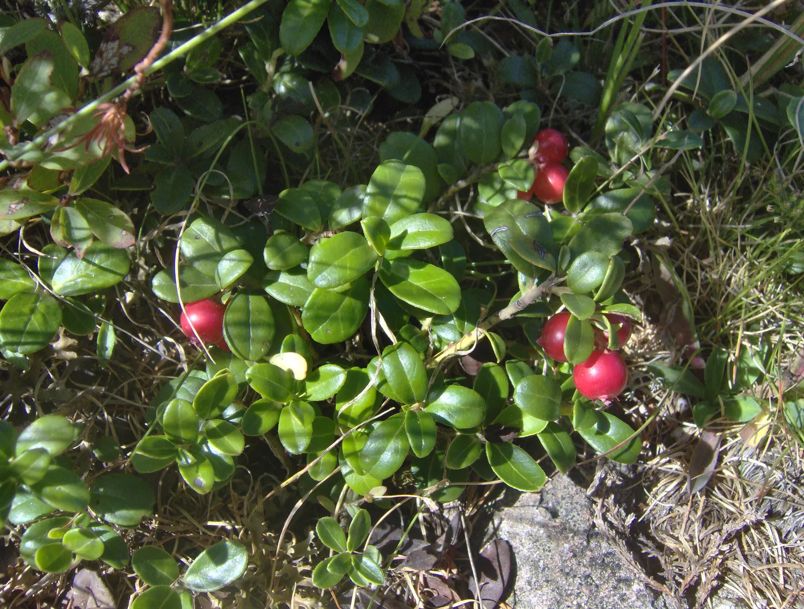 Lingonberry (Vaccinium Vitis-Idaea) — Requires minimal maintenance, ideal for ground cover or border plantings; lingonberry plants are low-growing, image 156