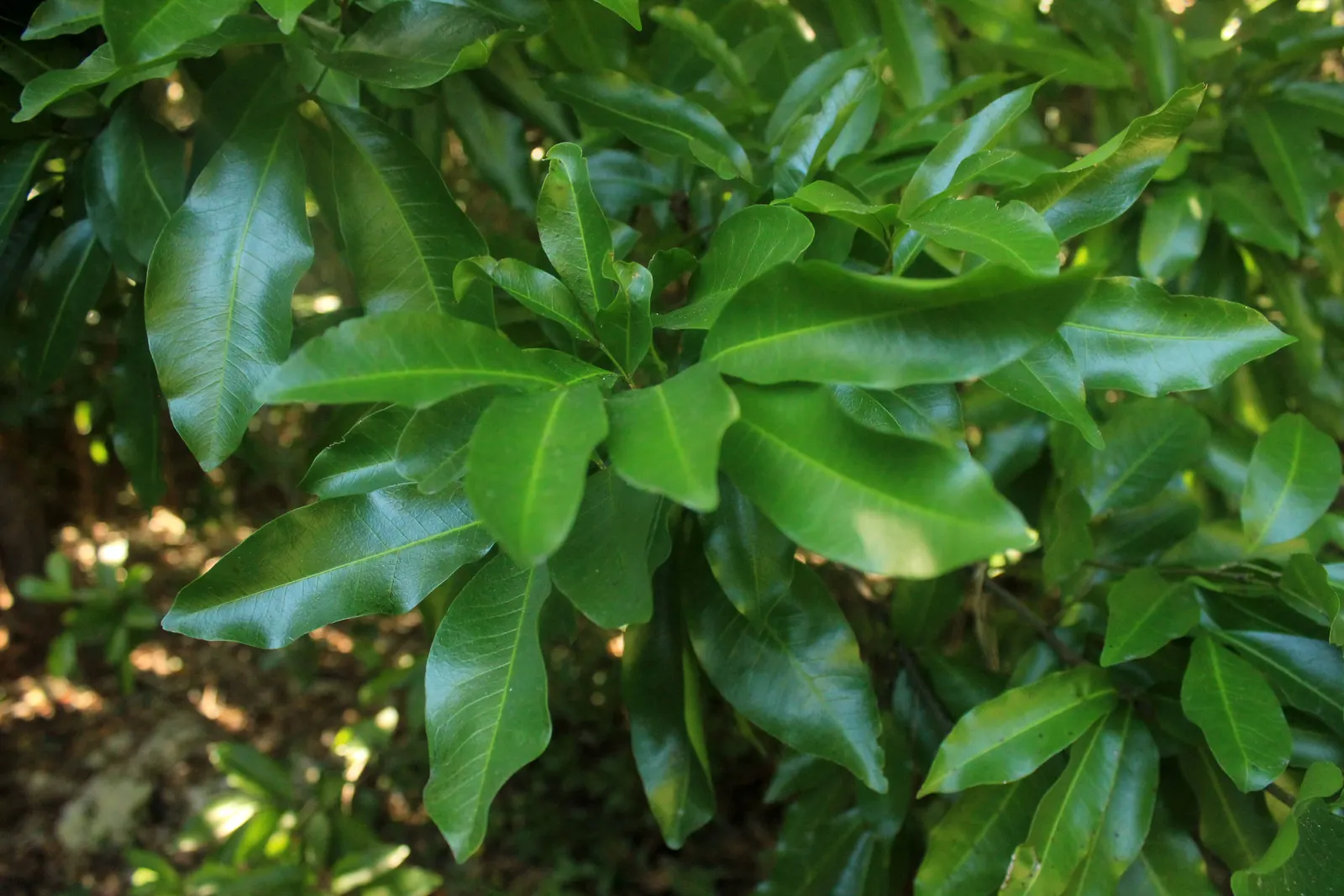 Lingonberry (Vaccinium Vitis-Idaea) — Requires minimal maintenance, ideal for ground cover or border plantings