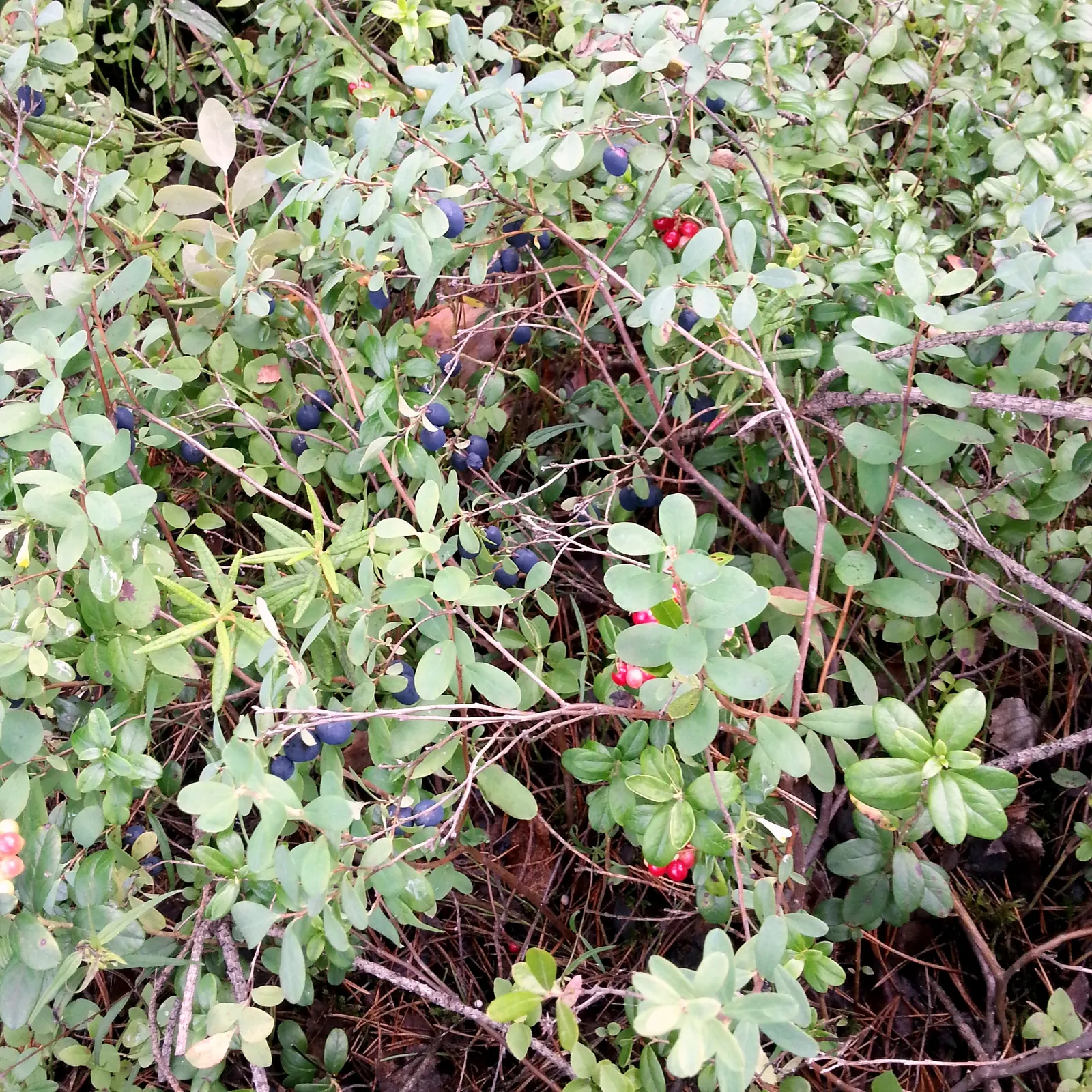 Lingonberry (Vaccinium Vitis-Idaea) — the Lingonberry shrub provides year-round visual interest