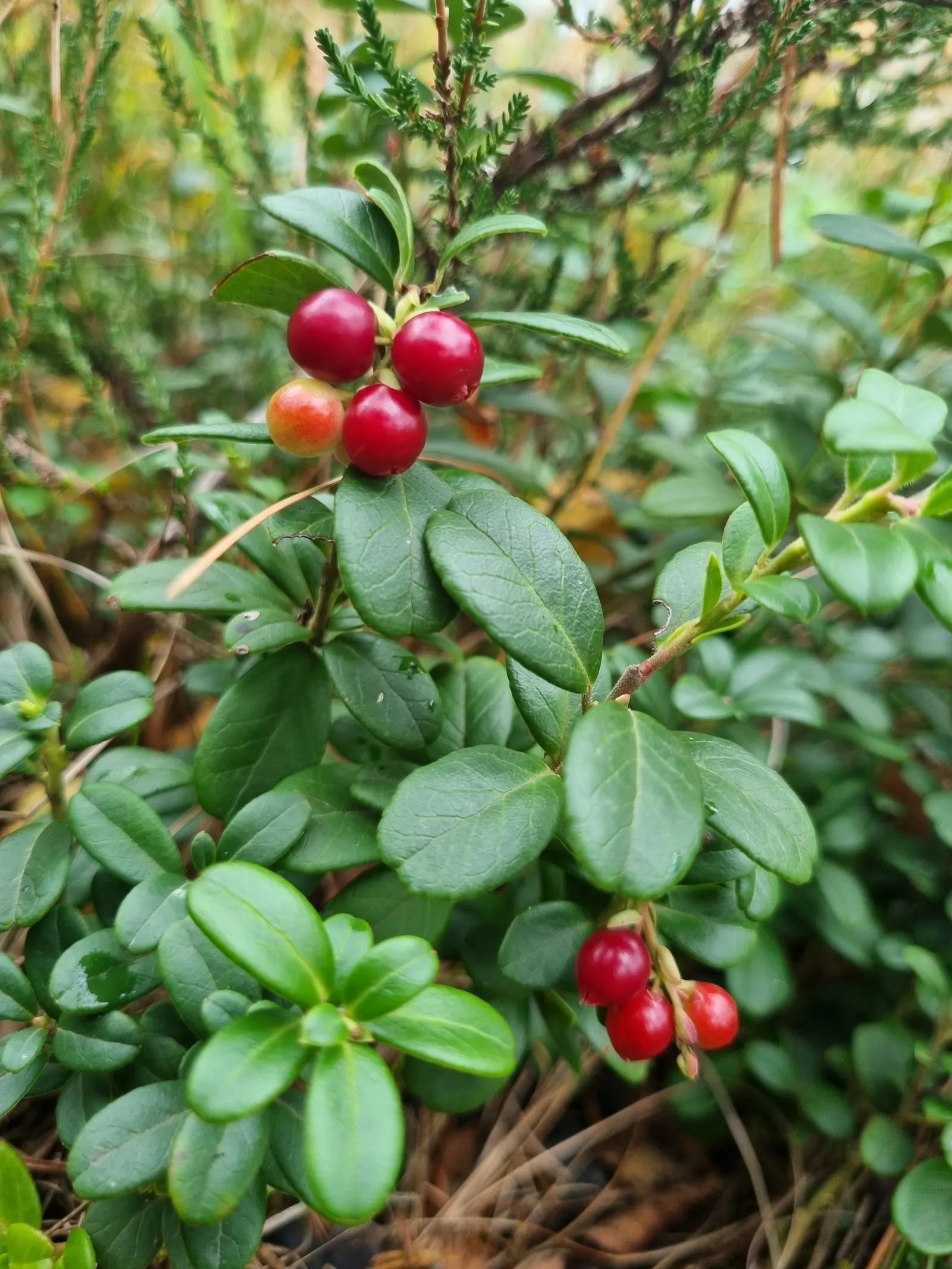Lingonberry (Vaccinium Vitis-Idaea) — the Lingonberry shrub provides year-round visual interest; pink and white flowers in the garden, image 103